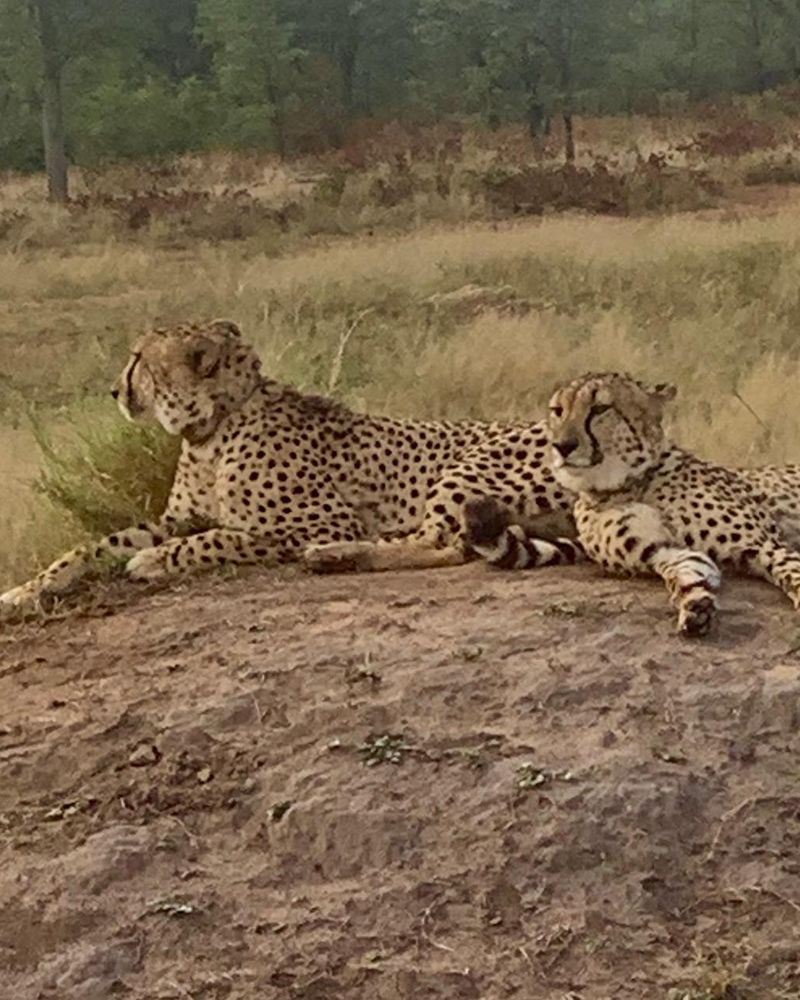 Two cheetahs lying together
