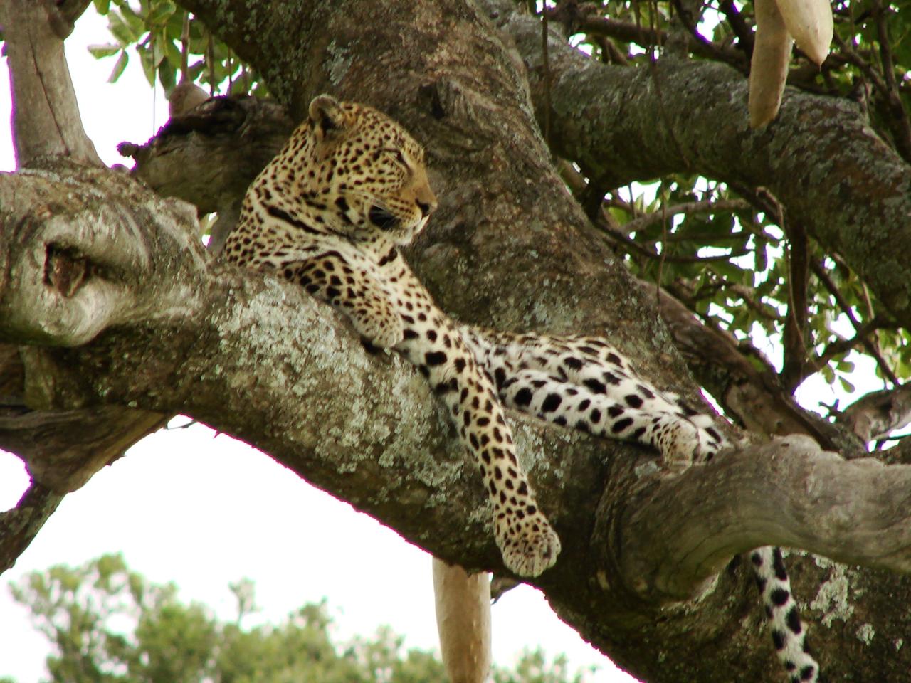 Leopard resting along a tree branch