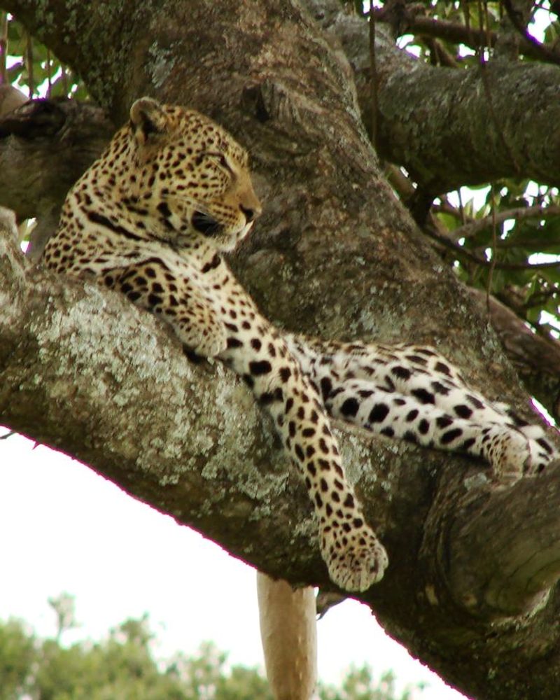 Leopard resting along a tree branch