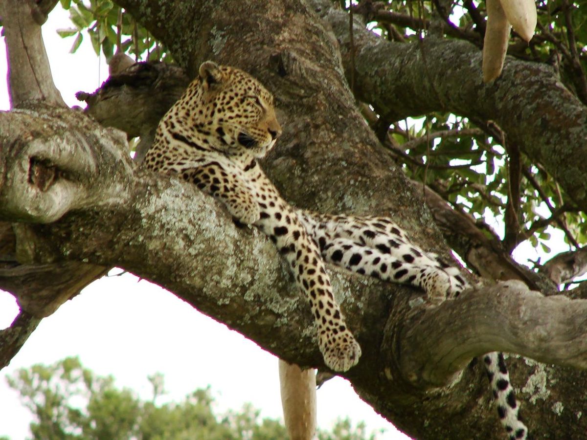 Leopard resting along a tree branch