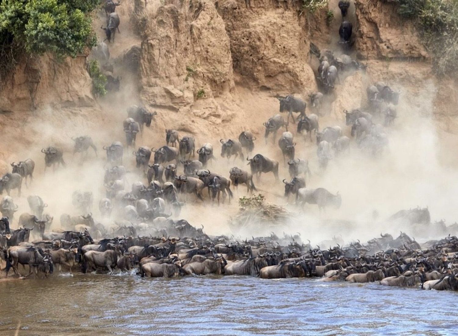 Great Migration — Mara River crossing