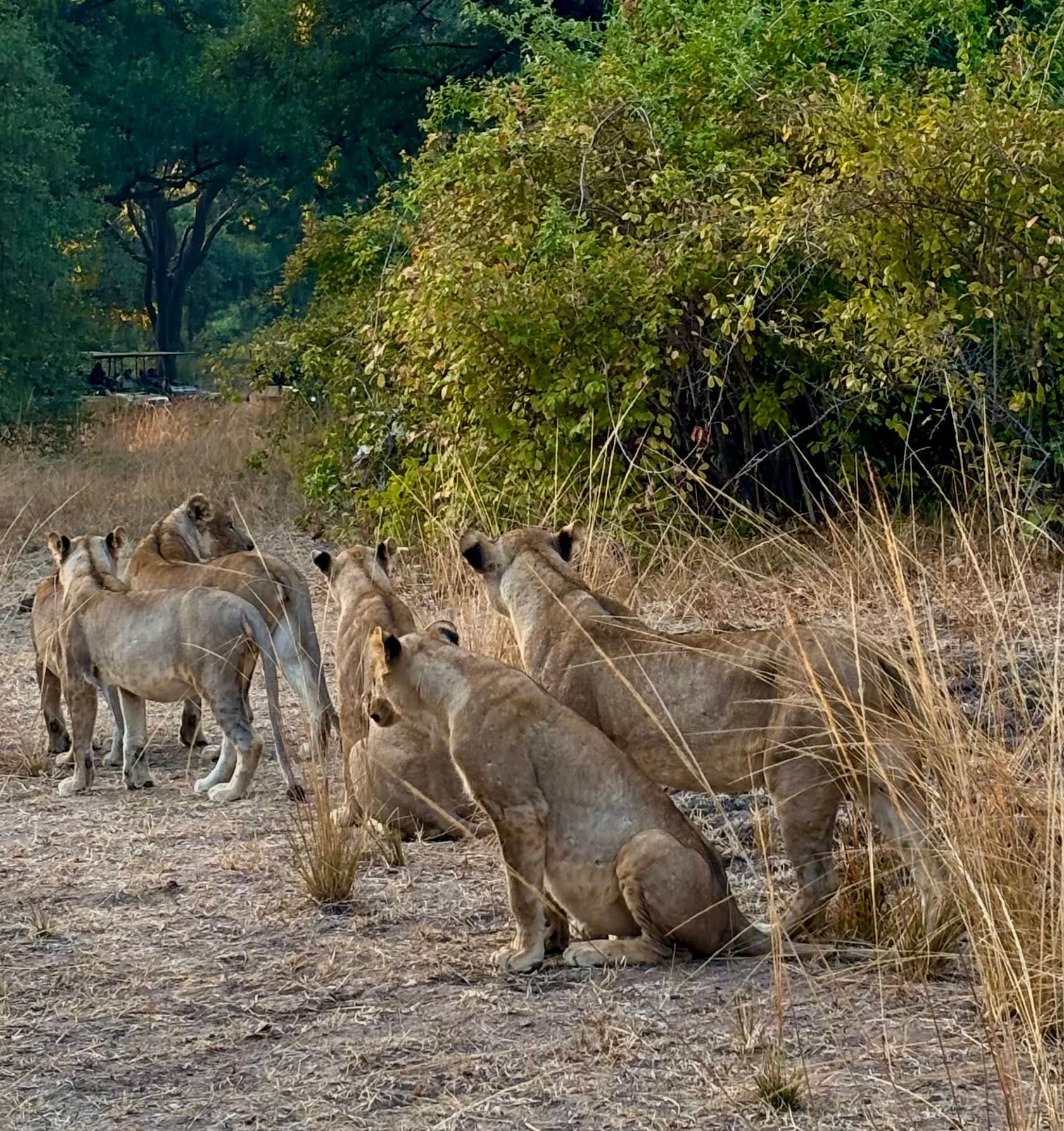 Lion pride watching the bush