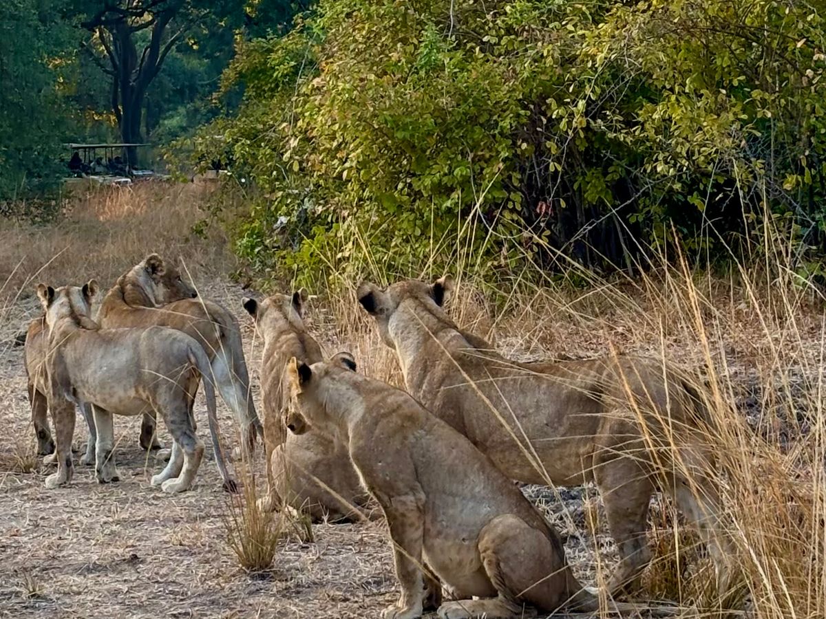 Lion pride watching the bush