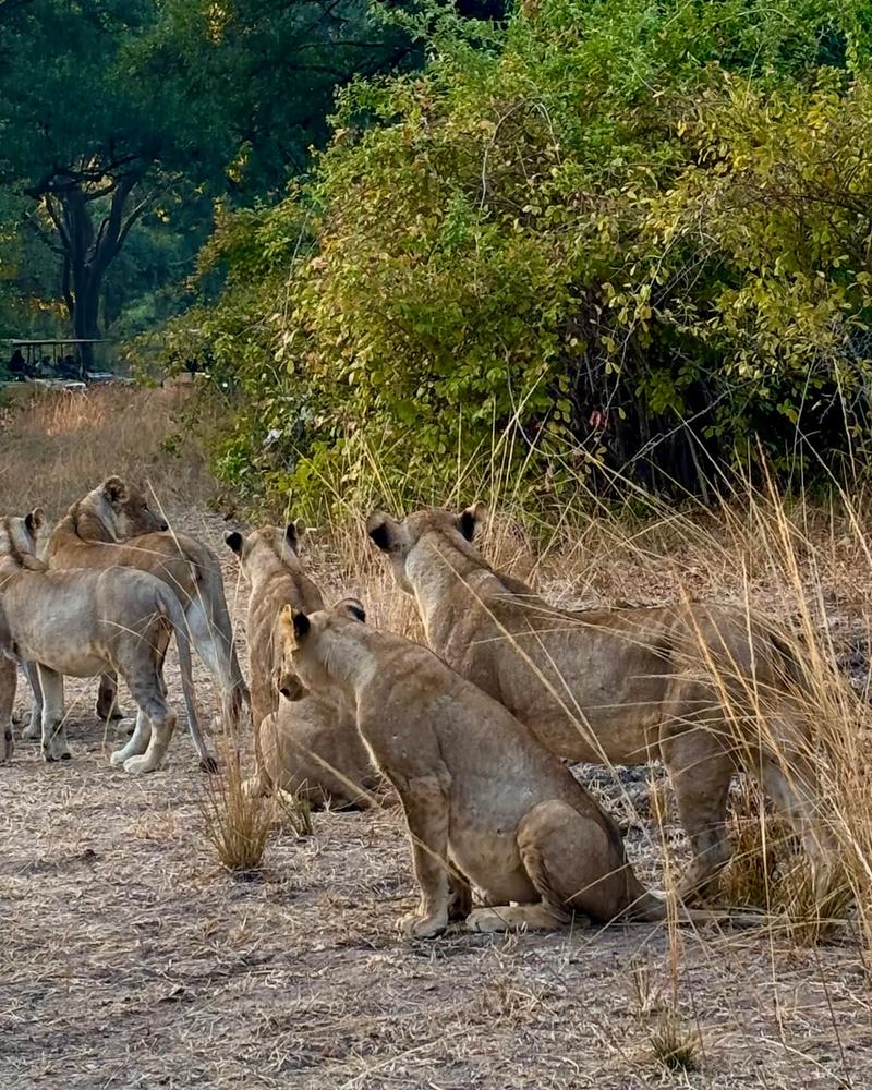 Lion pride watching the bush