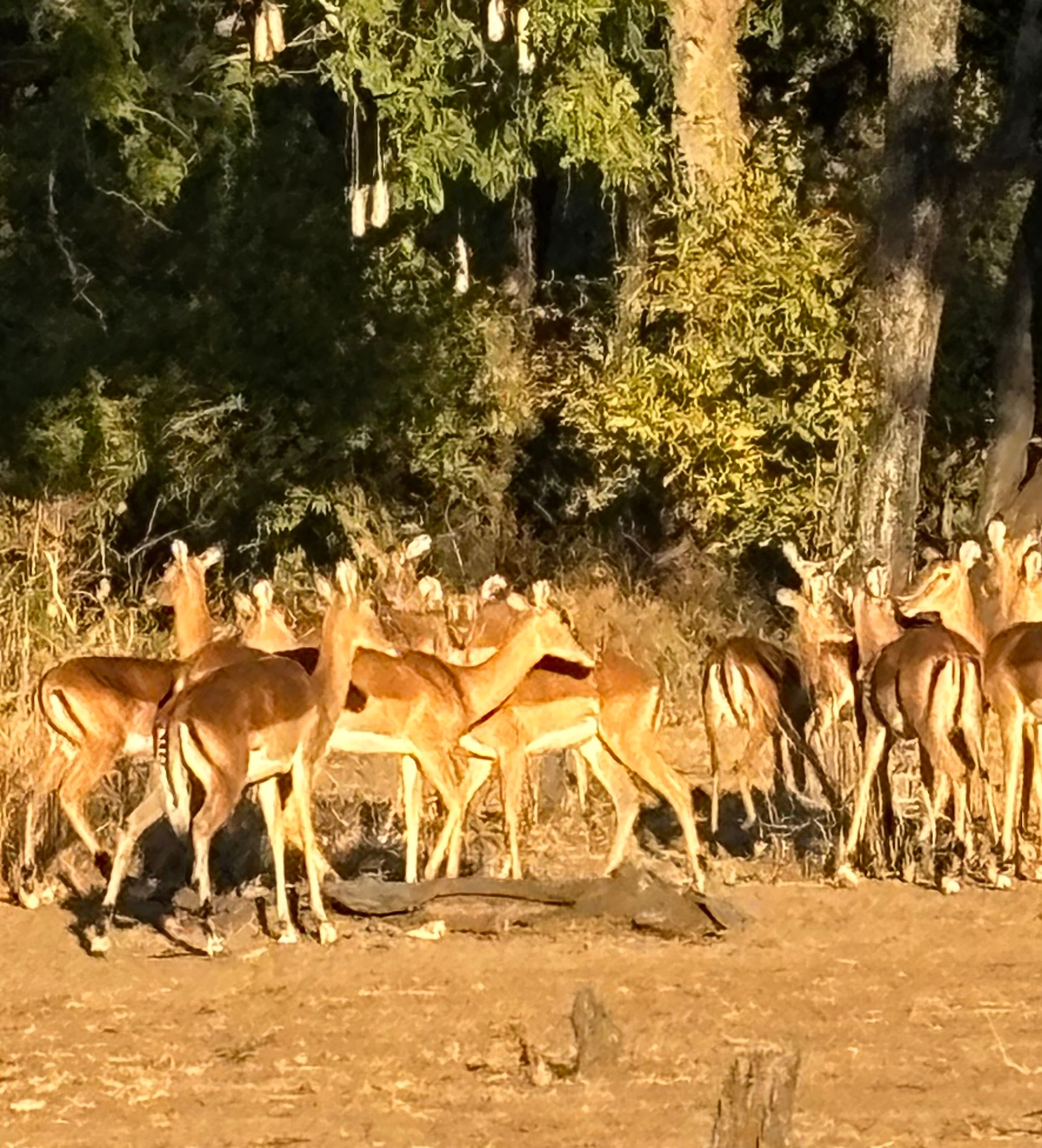 Herd of impala in golden afternoon light