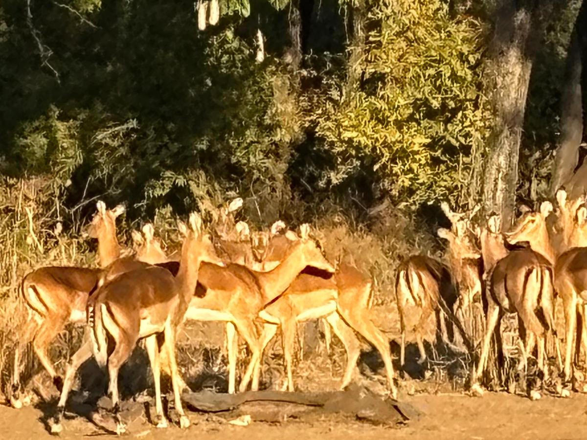 Herd of impala in golden afternoon light