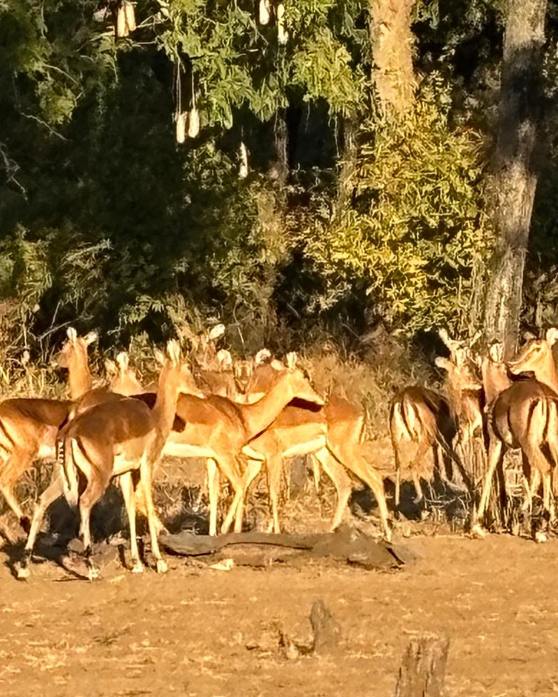 Herd of impala in golden afternoon light