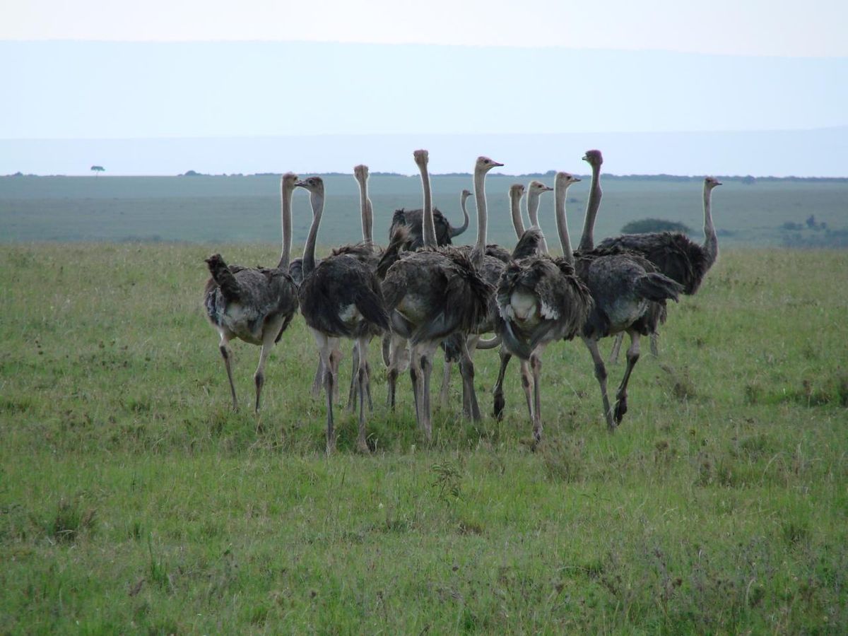 Flock of ostriches looking toward camera