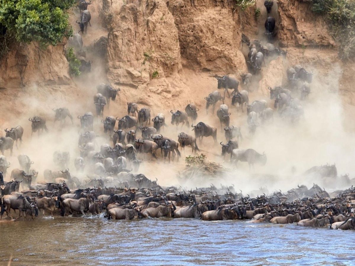 Wildebeest migration crossing the Mara River