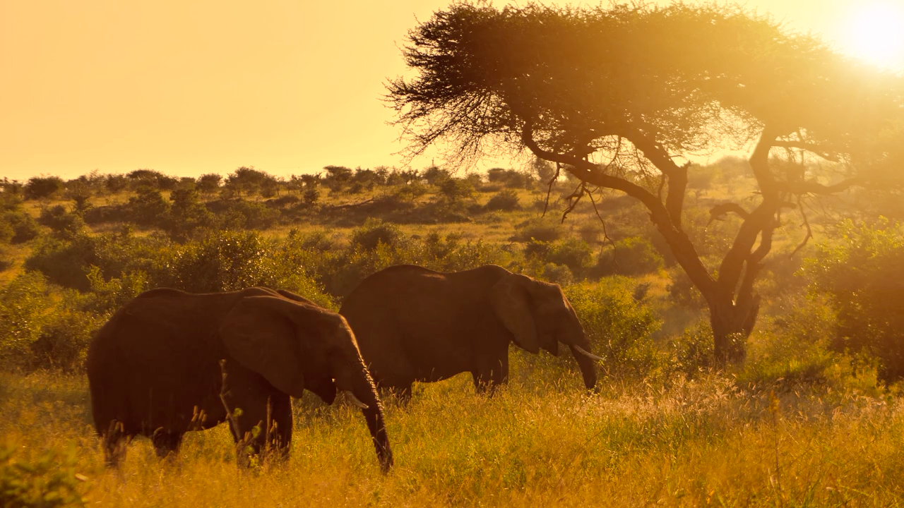 Elephants on the savanna — Zimbabwe
