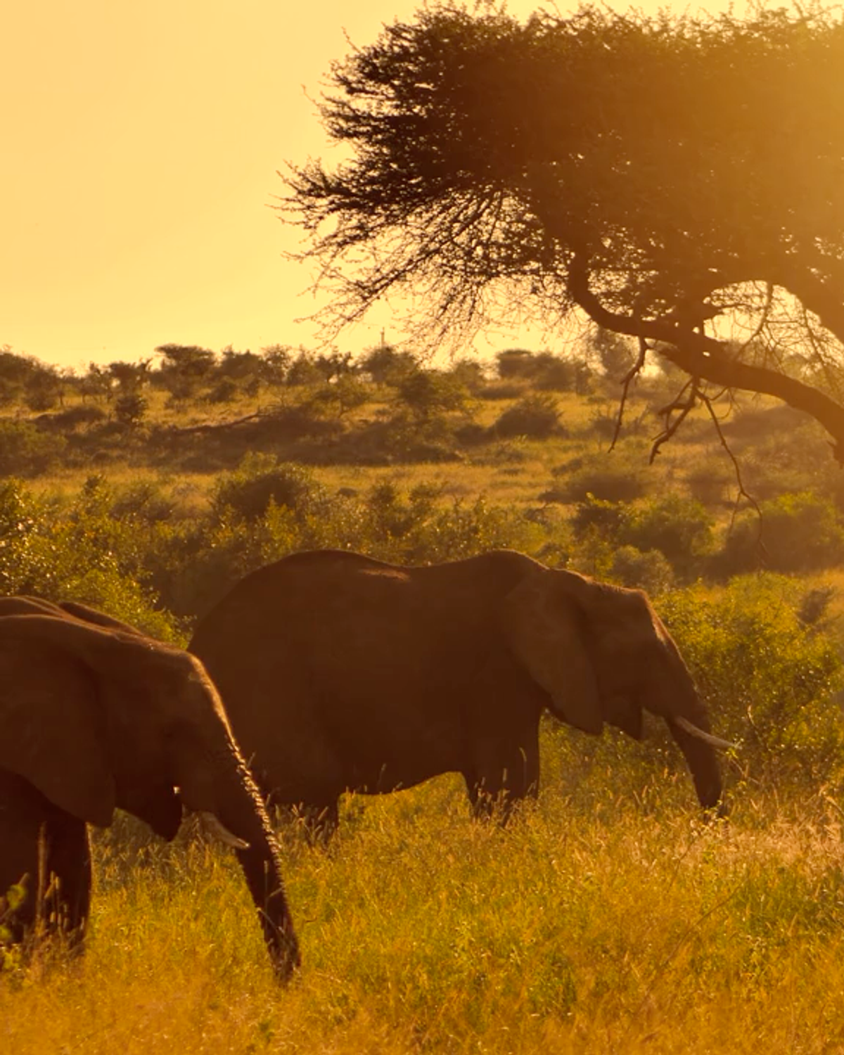Elephants on the savanna — Zimbabwe