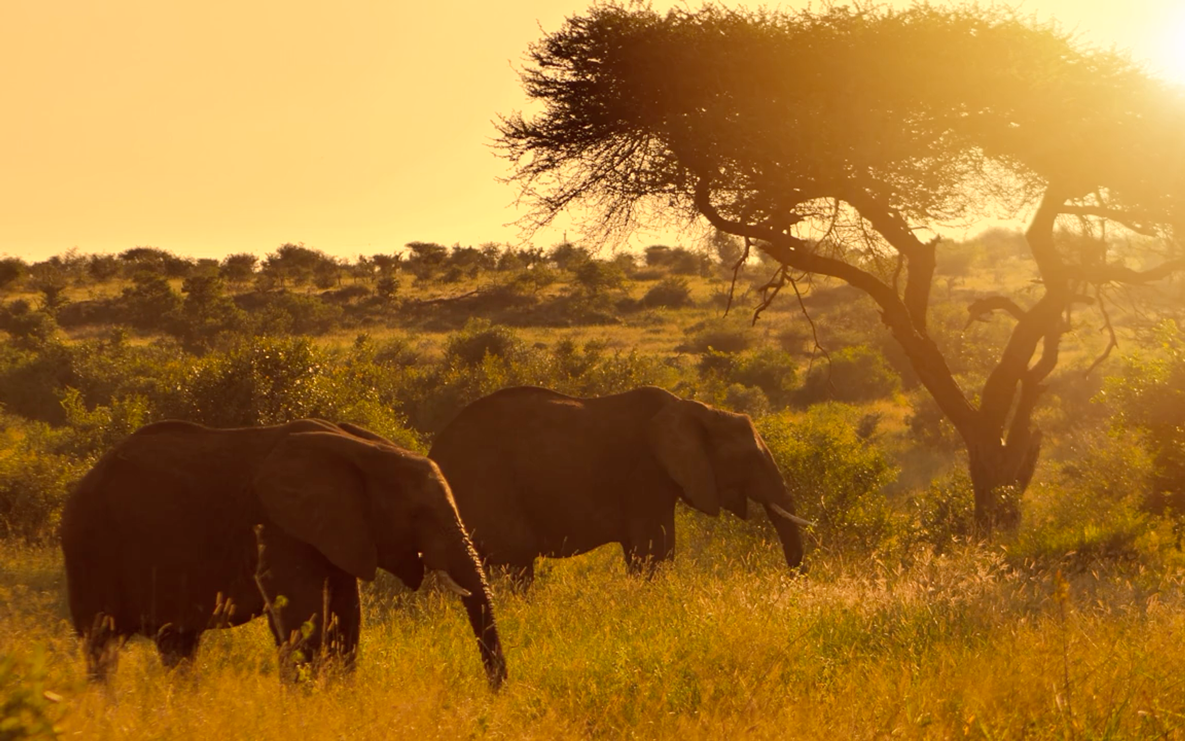 Elephants on the savanna — Zimbabwe