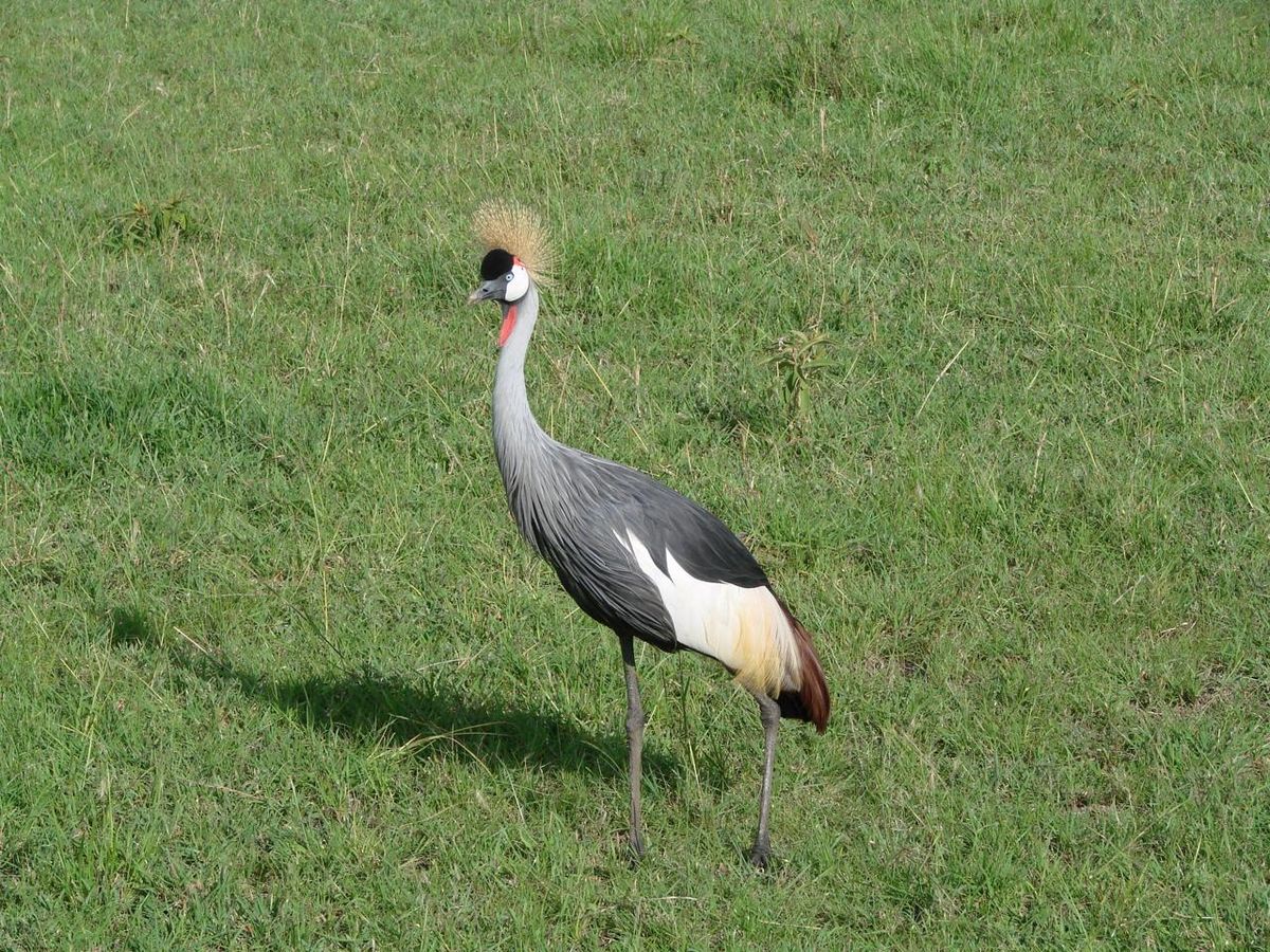 Crowned crane standing tall in grass