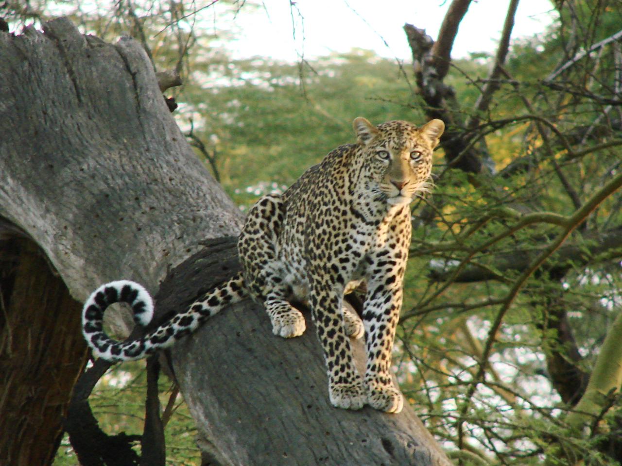 Leopard standing on a fallen log, looking at the camera