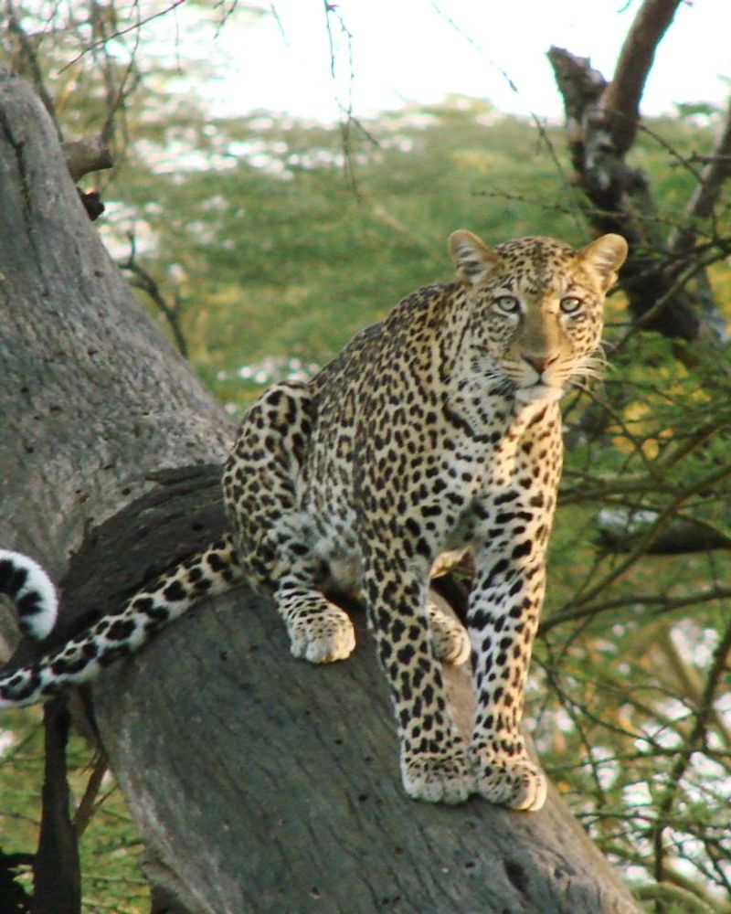 Leopard standing on a fallen log, looking at the camera