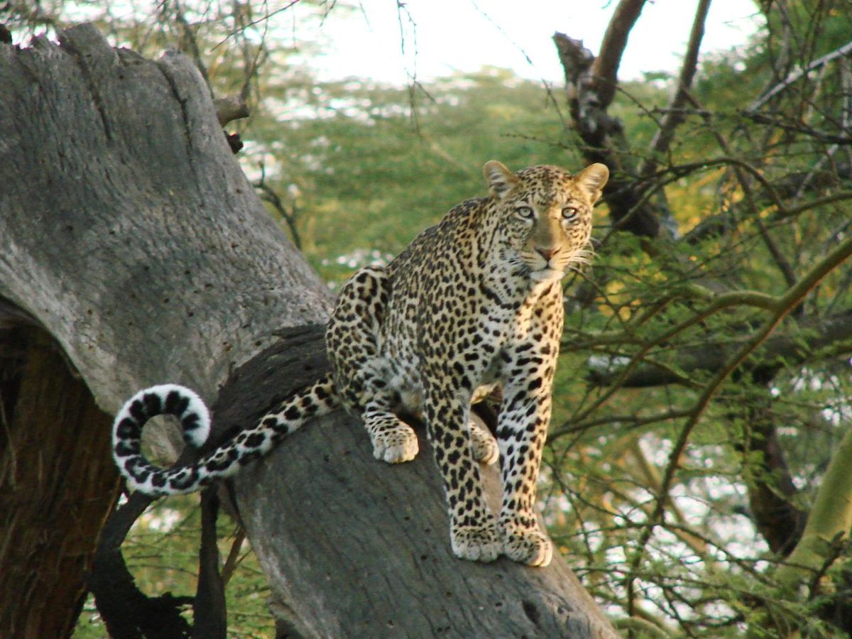 Leopard standing on a fallen log, looking at the camera