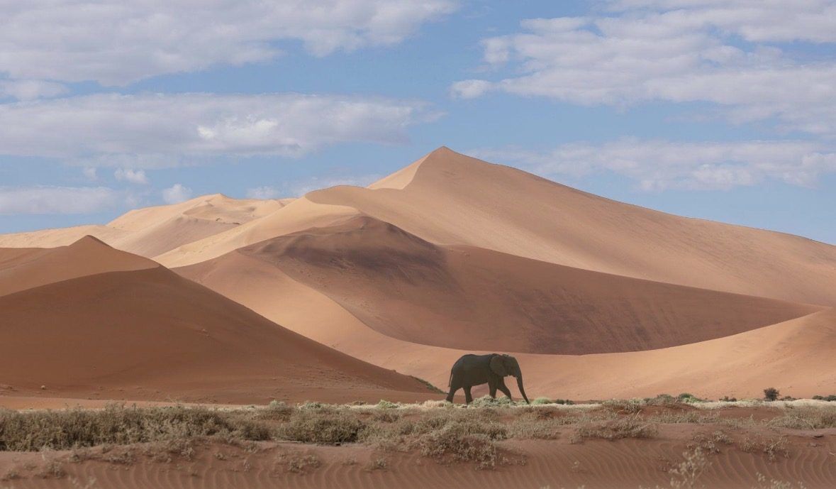 Desert-adapted elephant — Namibia