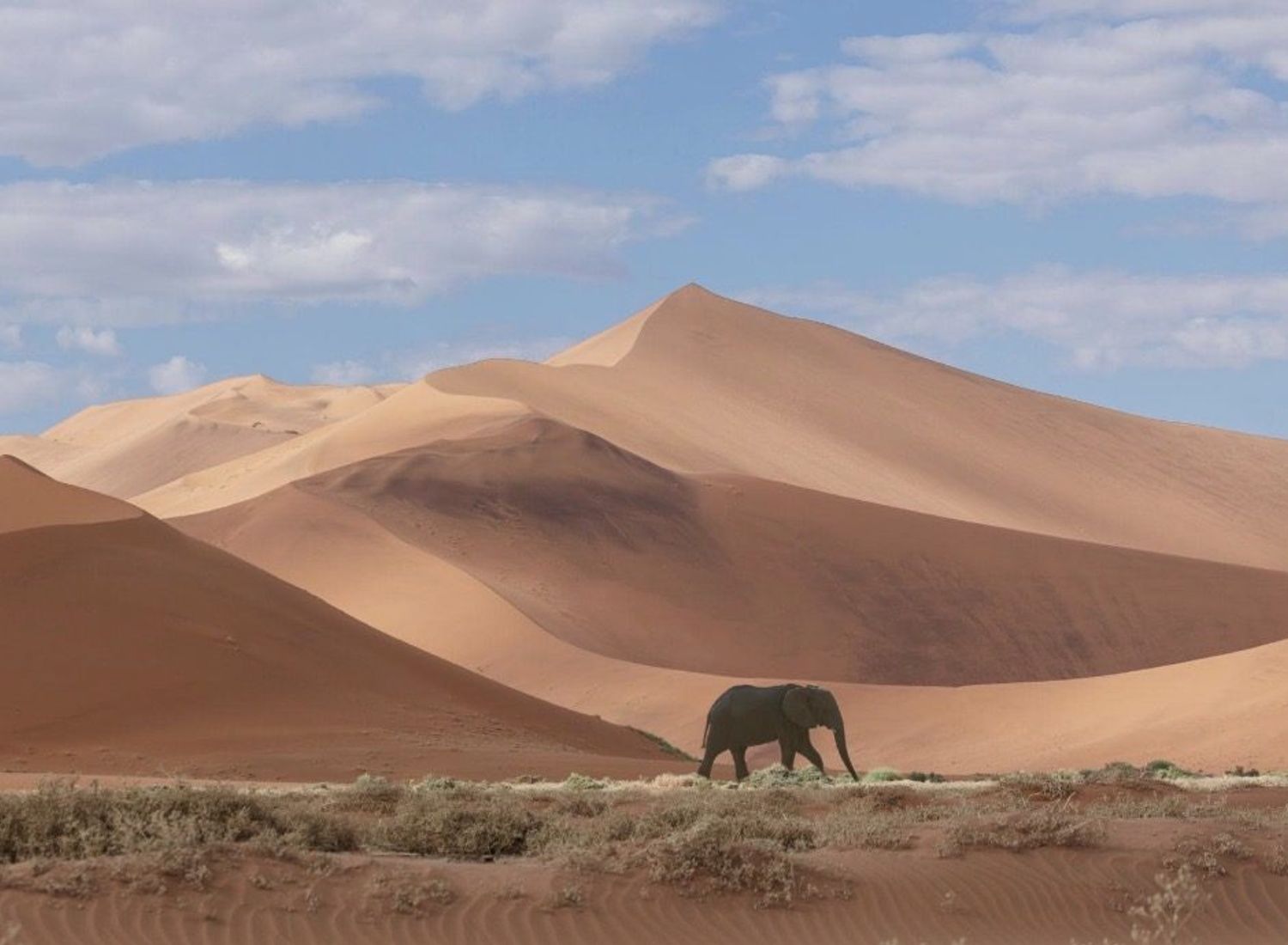 Desert-adapted elephant — Namibia