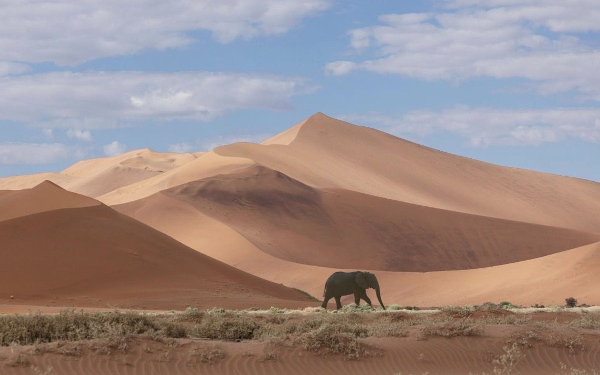 Desert-adapted elephant — Namibia