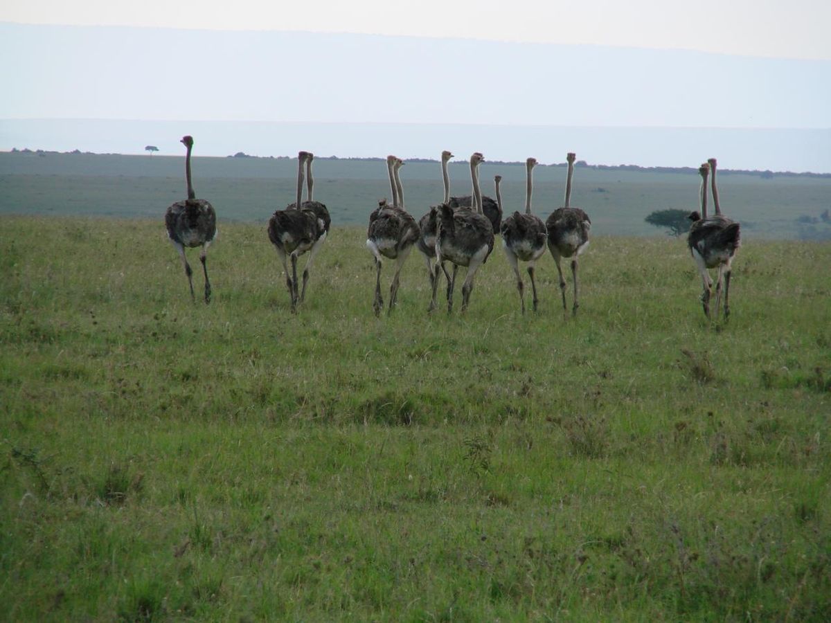 Ostrich flock walking away across grassland