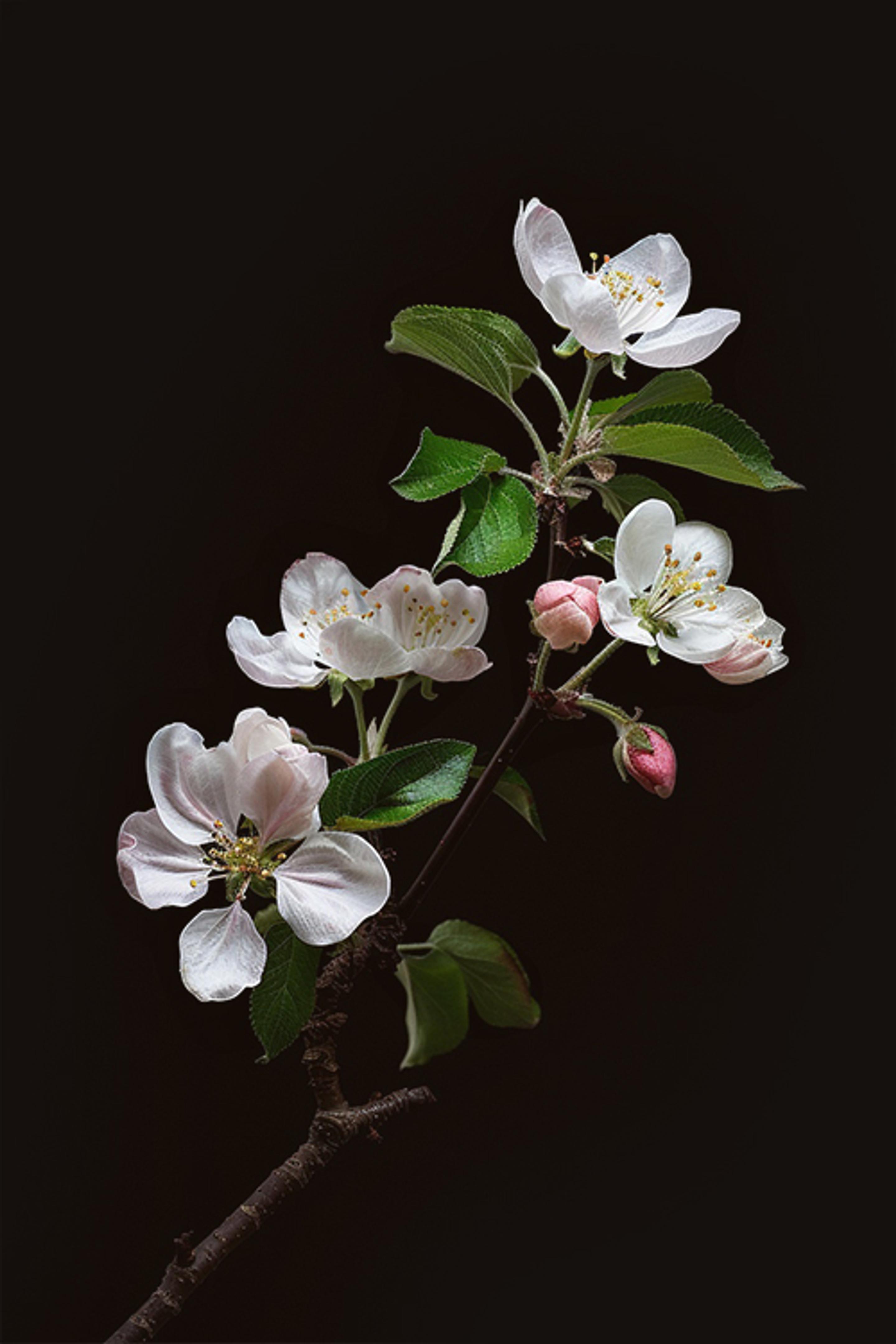 A delicate branch of Apple Blossom, with soft white petals and hints of pink, highlighted against a dark background, showing off its fresh green leaves and emerging buds.