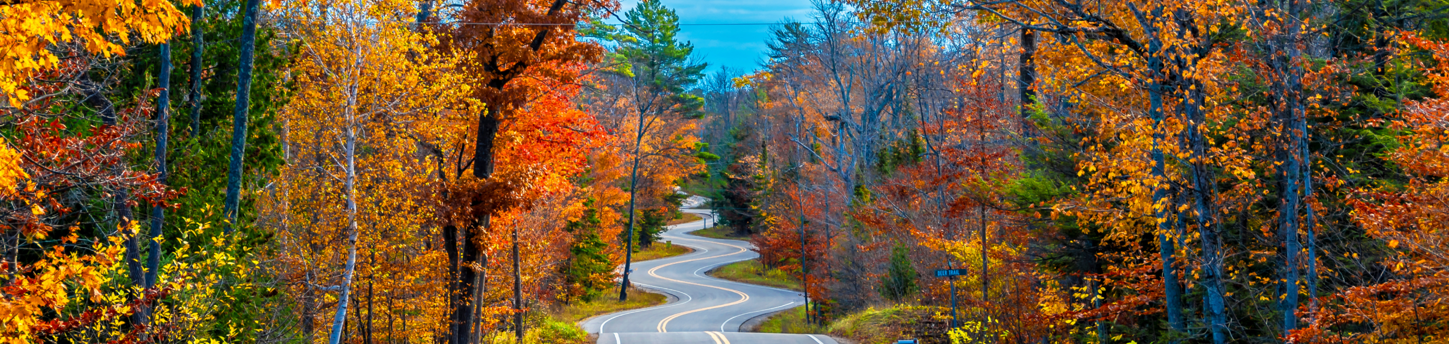 A winding road framed by a vibrant display of autumn foliage, with shades of gold, red, and orange leaves creating a colorful canopy in Wisconsin's forested landscape.