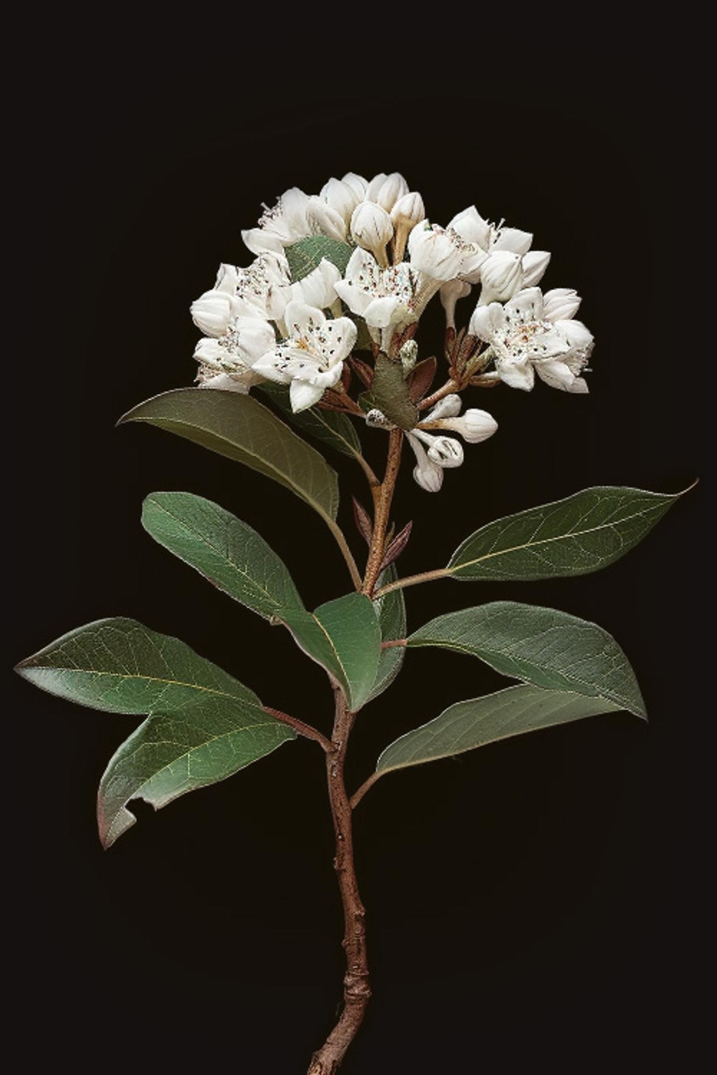 Mountain Laurel - Flowers - Featured Content - Lovingly