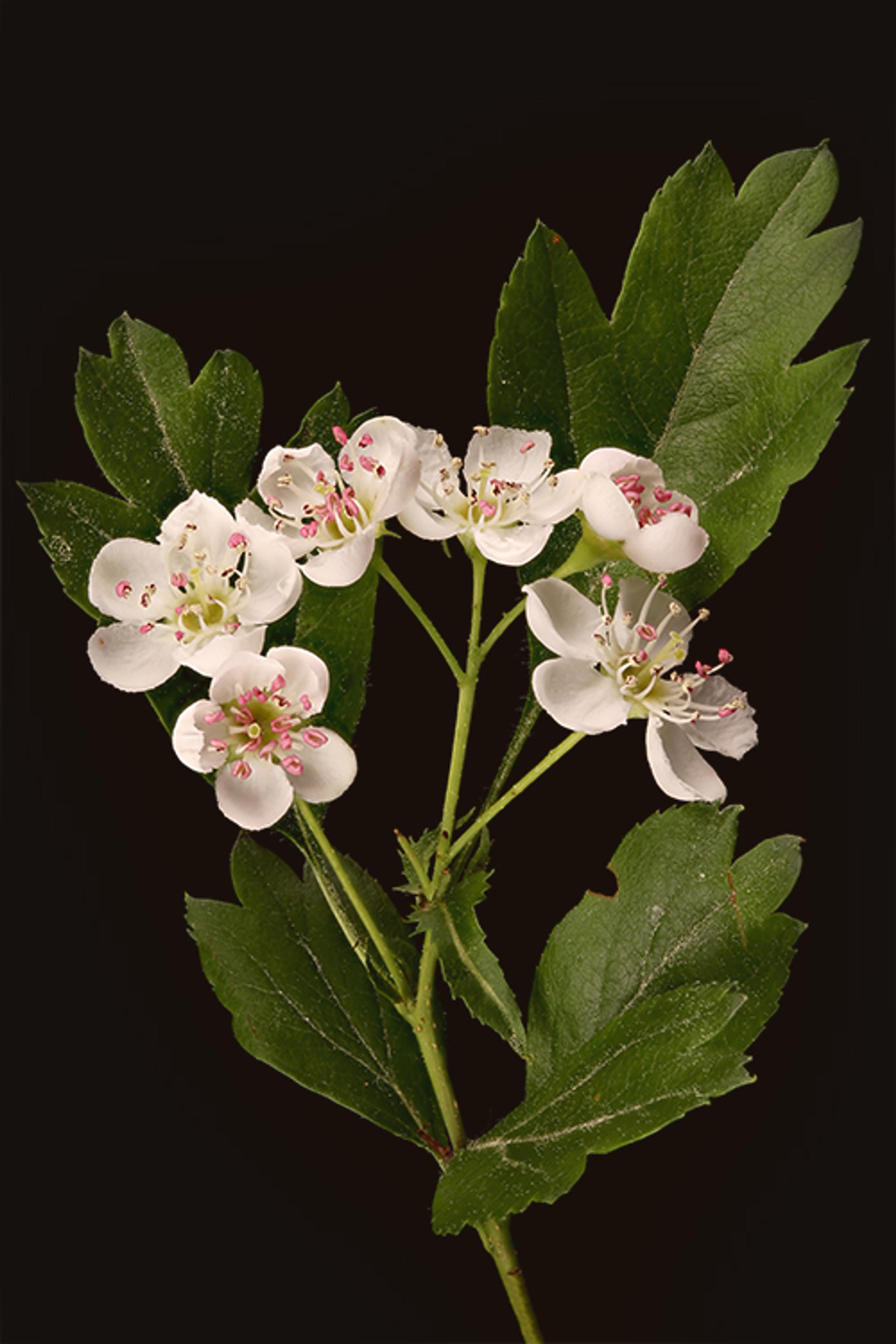 A cluster of hawthorn blossoms in closeup with a blurred background, featuring delicate white petals with pink-tipped stamens and rich green leaves, set against a dark backdrop.