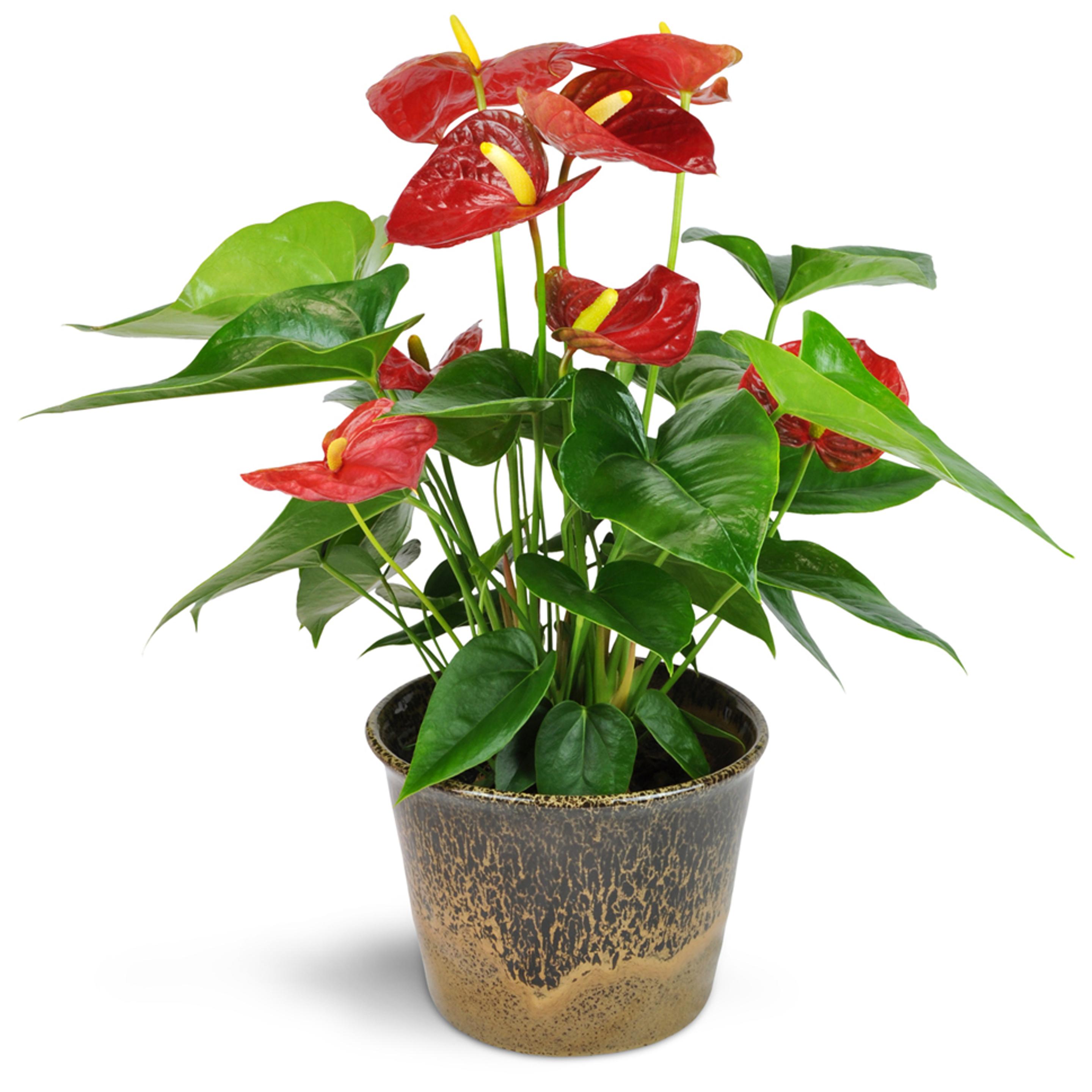 a potted plant with red flowers and green leaves