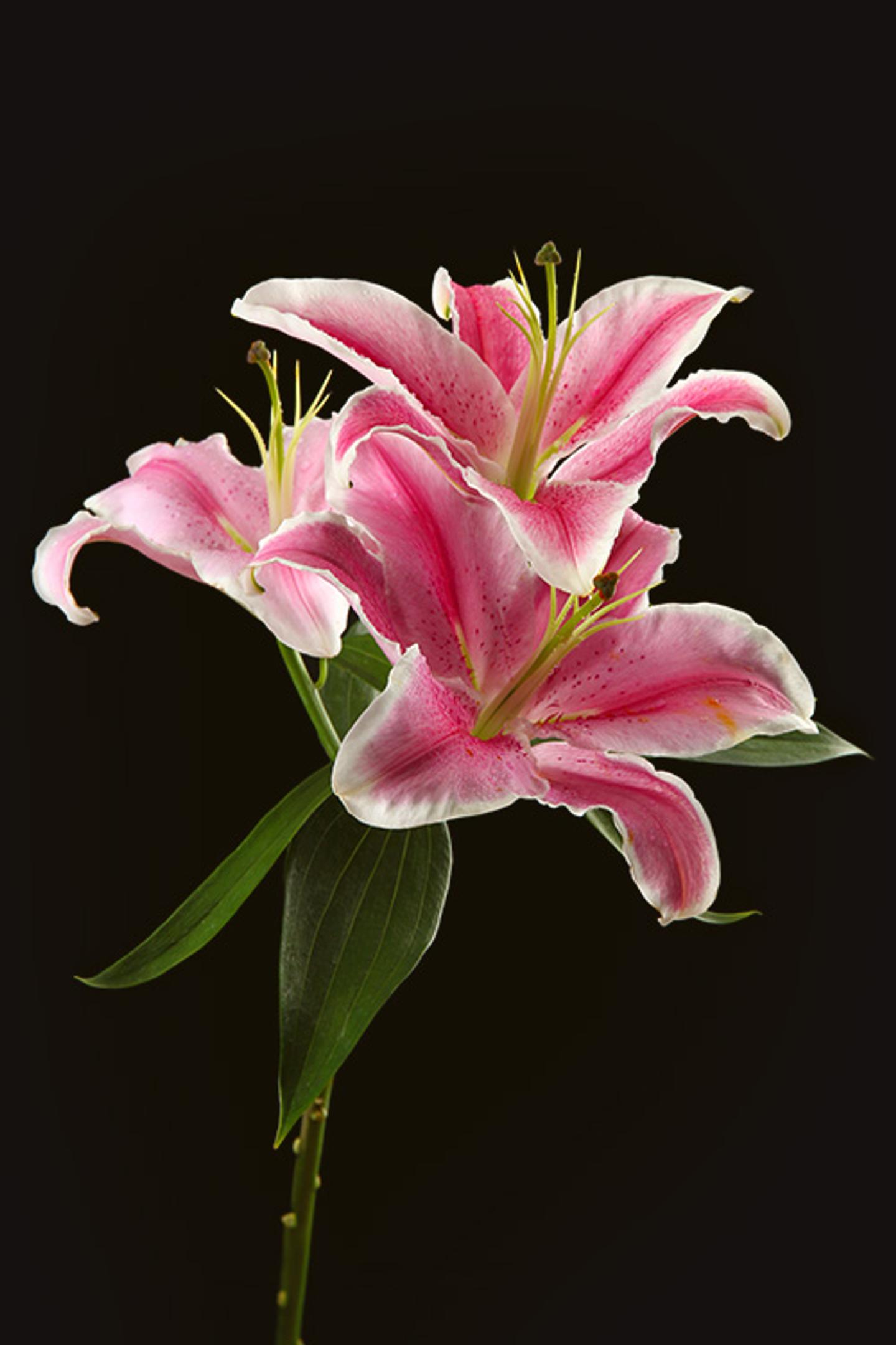 a close up of a pink flower on a black background