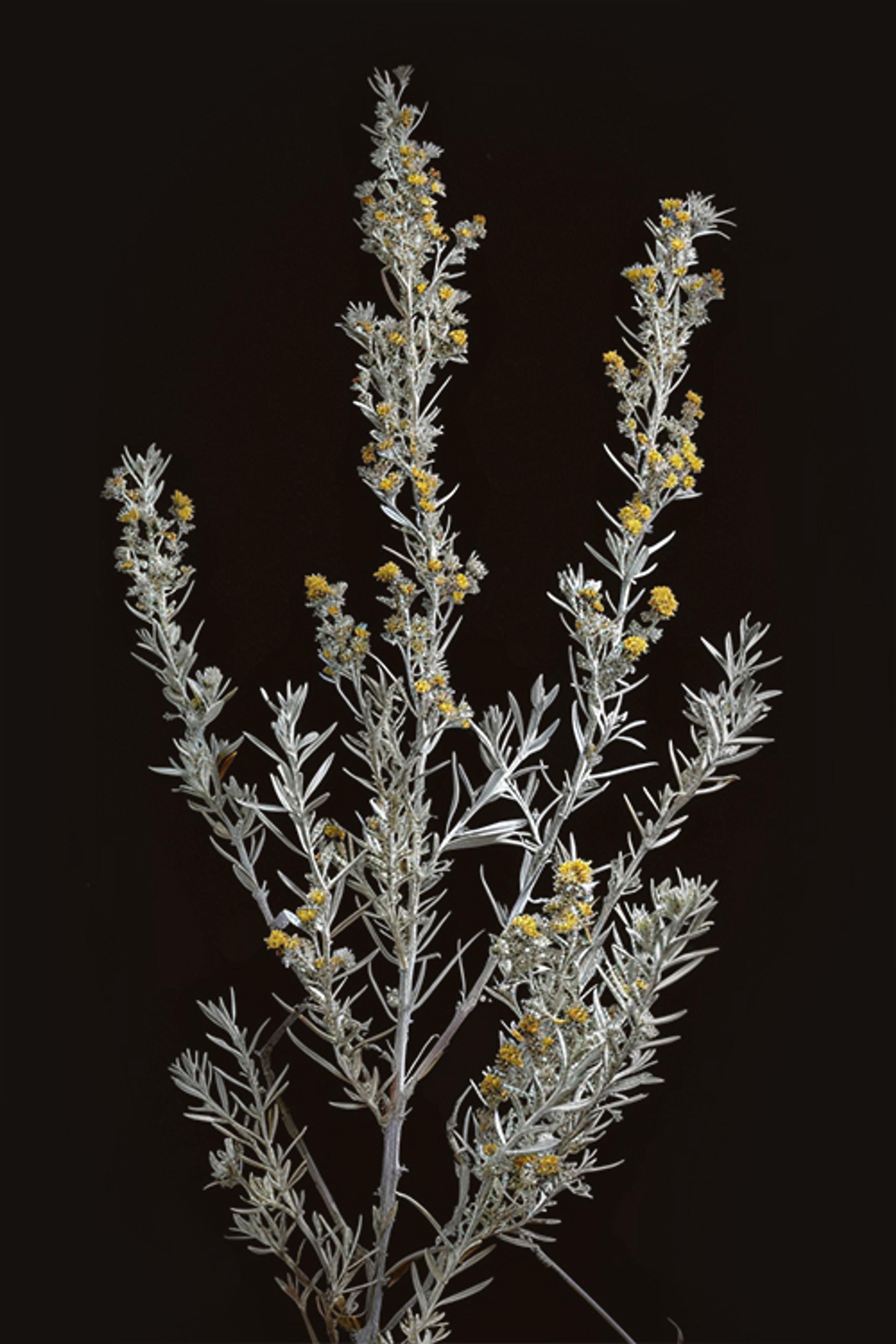 A sprig of sagebrush in closeup with a blurred background, showcasing its delicate, silvery-green leaves and small clusters of yellow flowers, set against a dark backdrop.