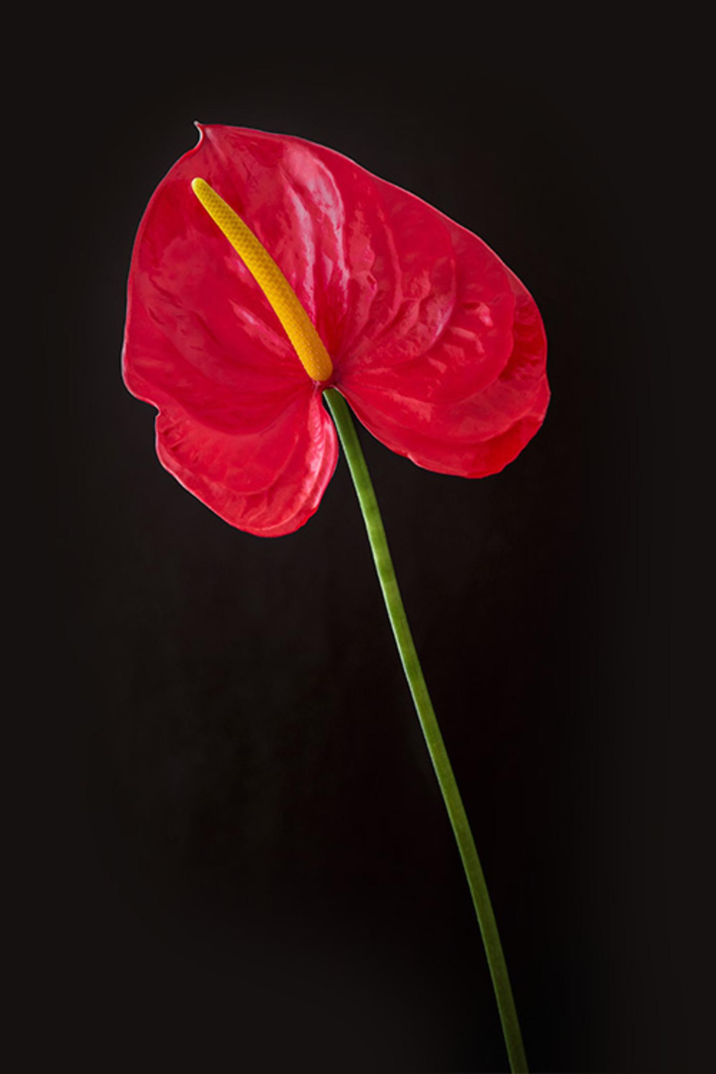 a red flower with a yellow center on a black background