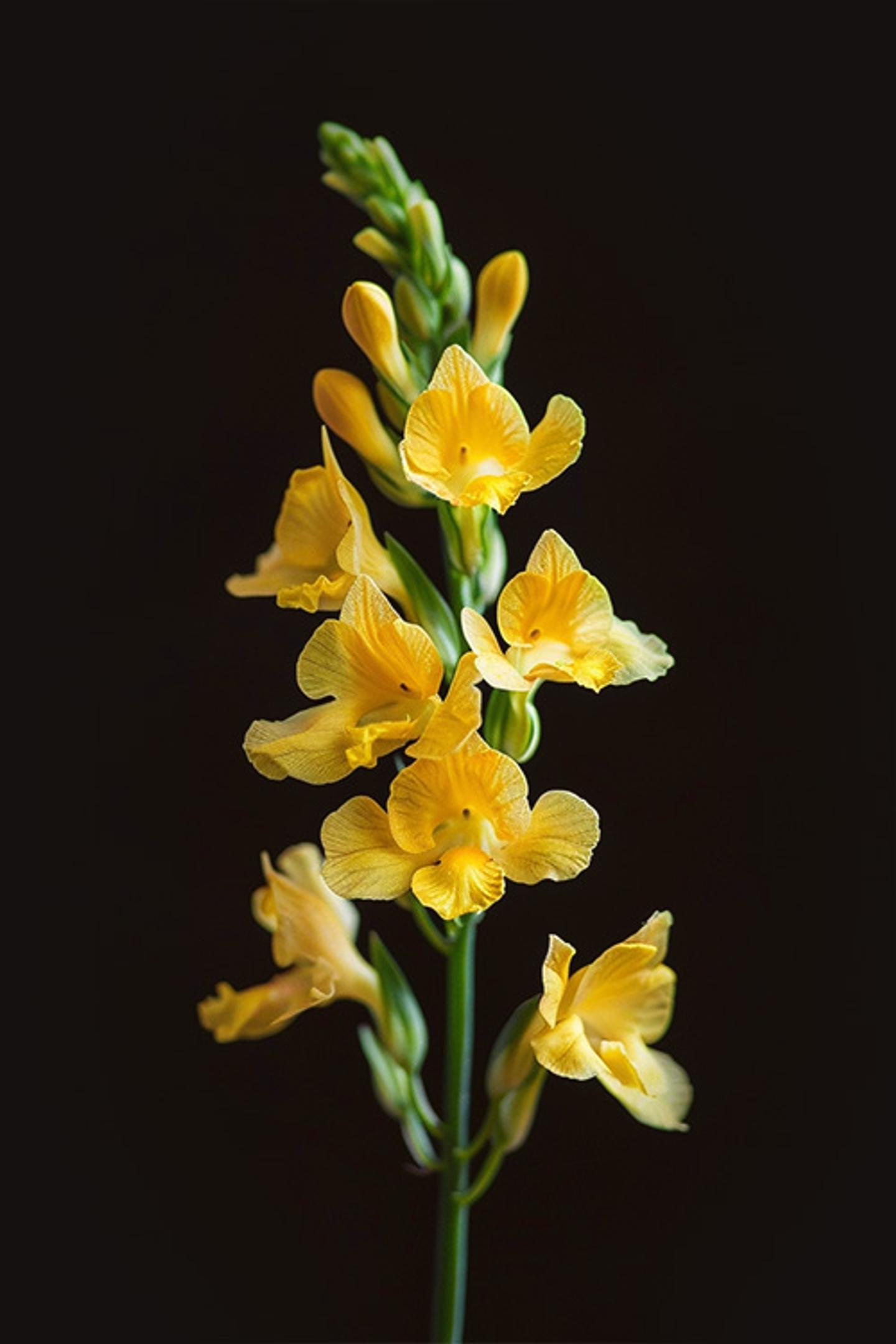 yellow stock flower on a black background