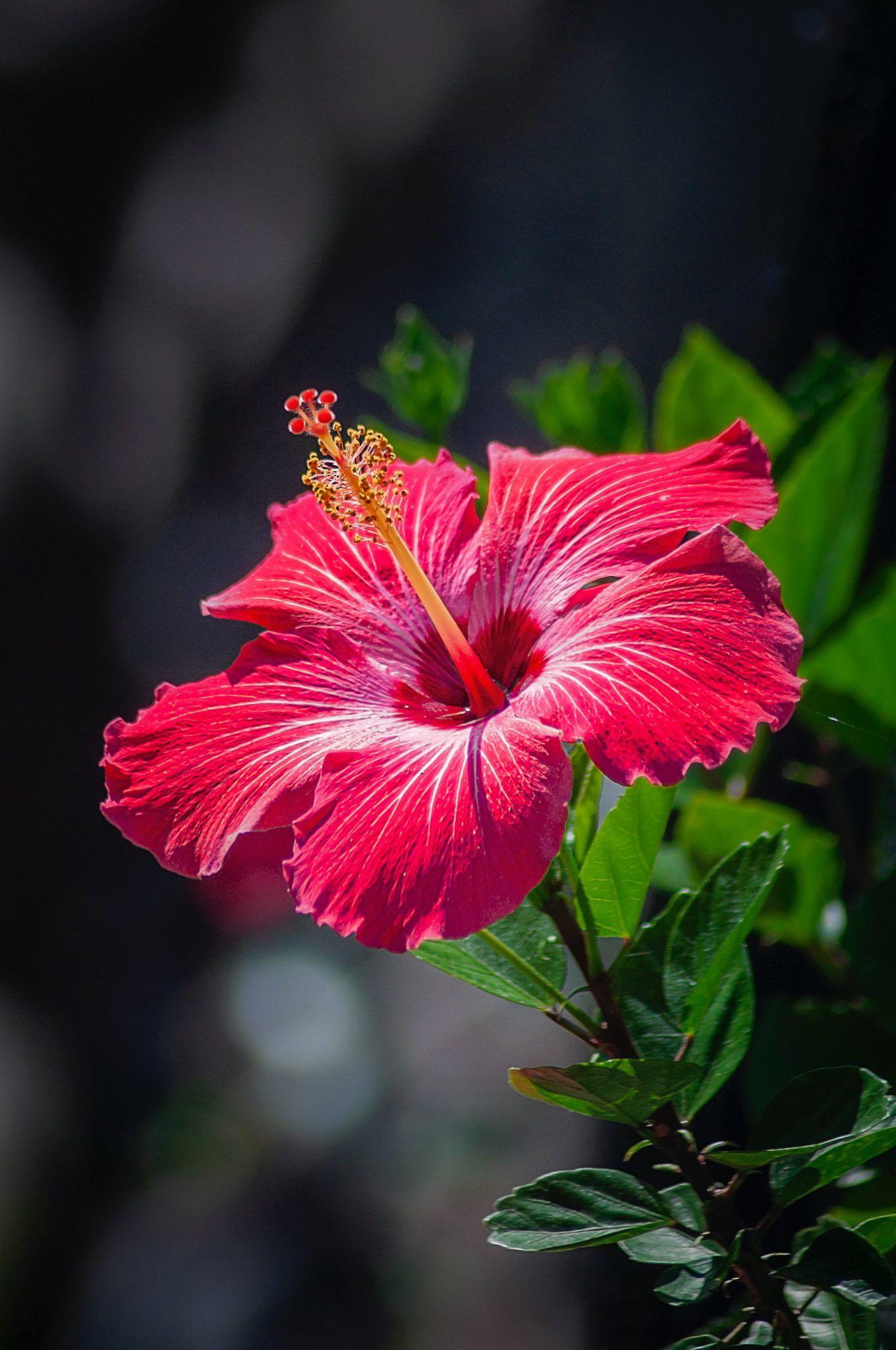 Retailer Hibiscus flower