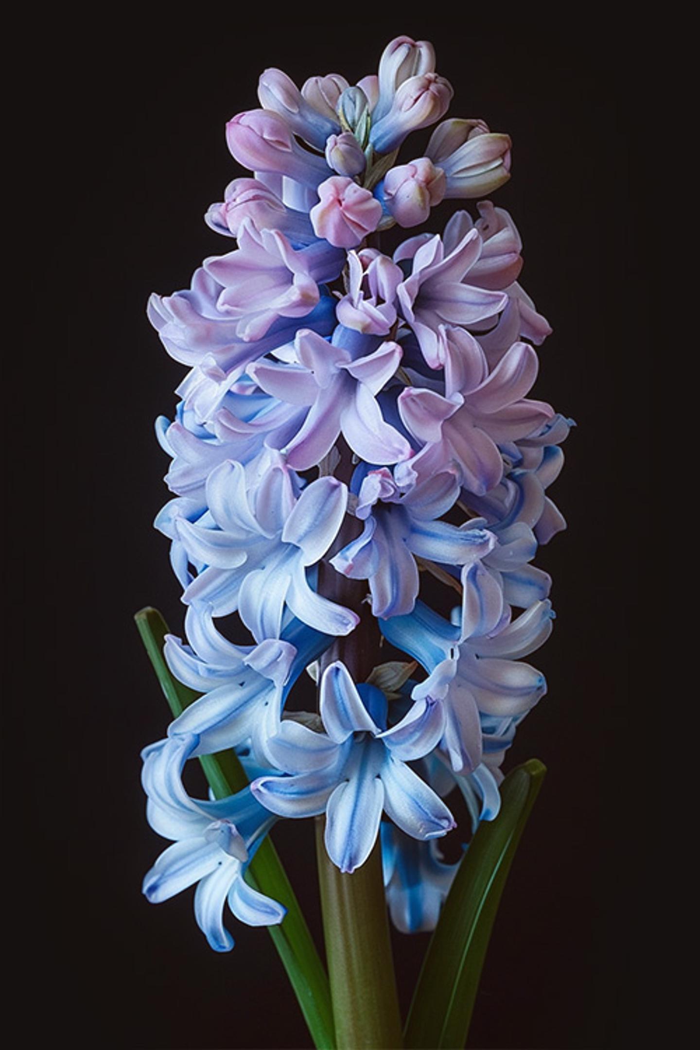 a bunch of blue and purple flowers on a black background