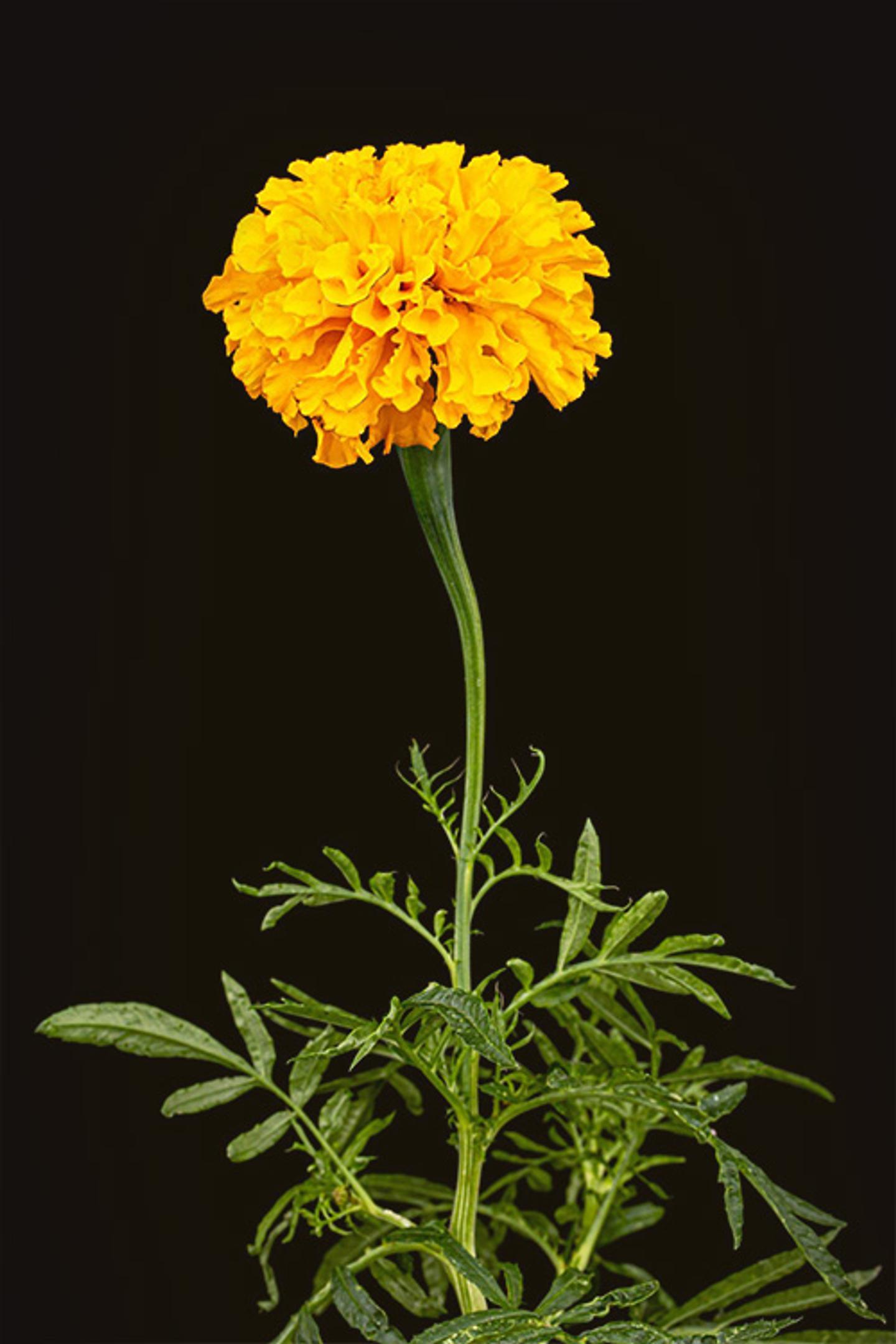 a single yellow marigold with green leaves on a black background