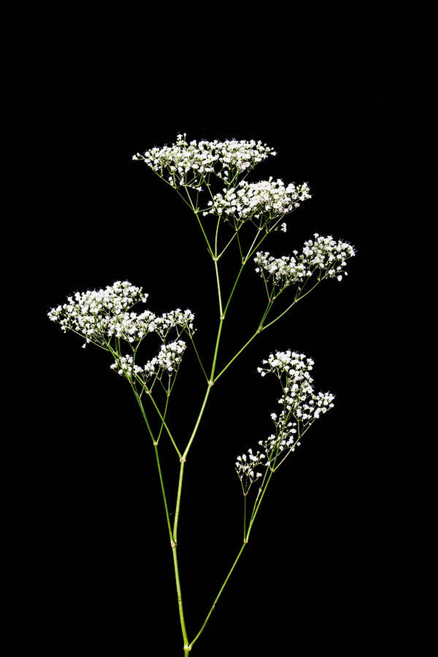 baby 's breath flowers on a black background