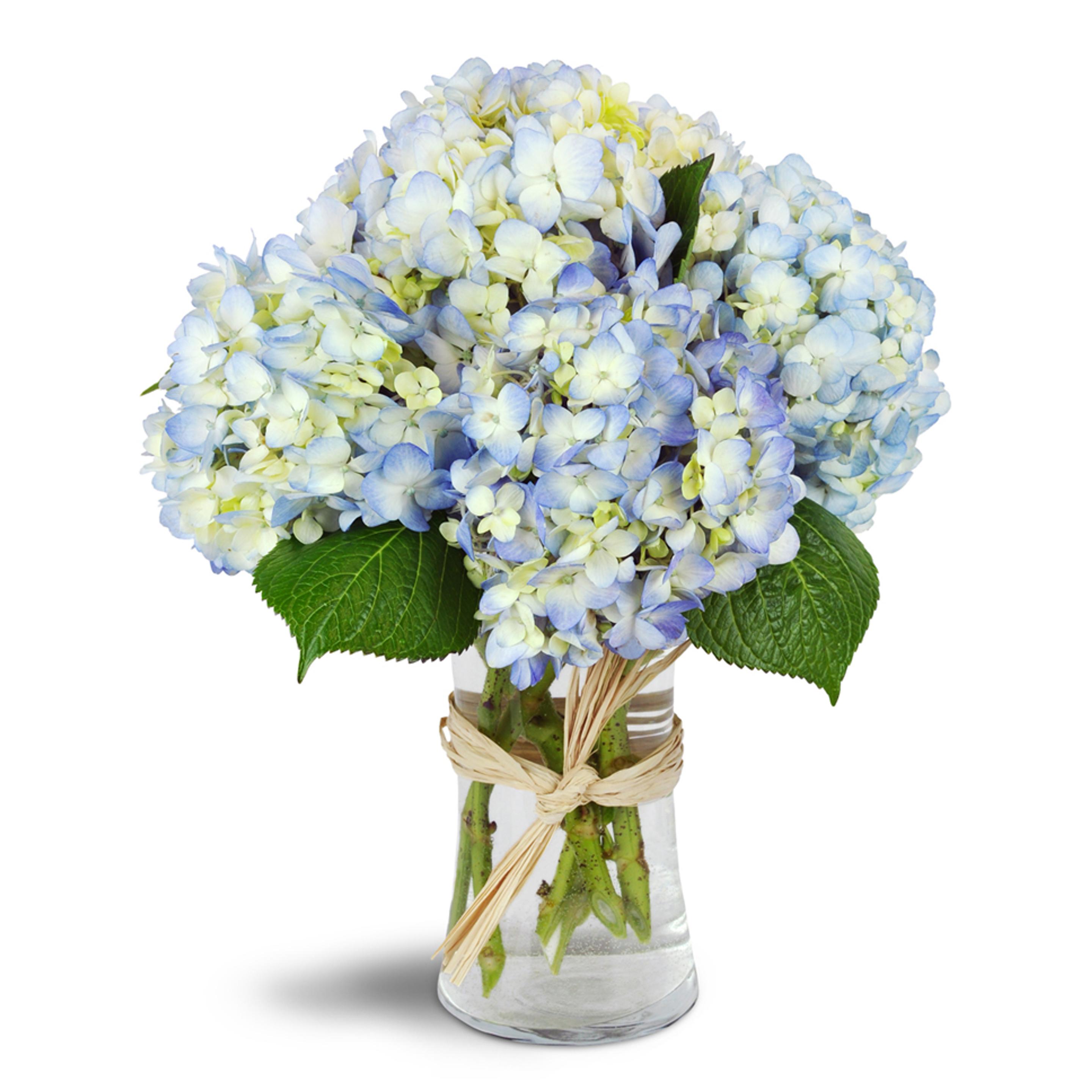 Blue flower arrangement - blue hydrangea are arranged in a gracious glass vase.