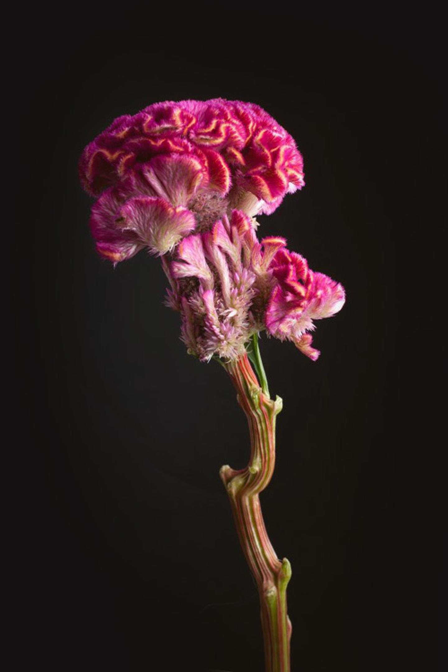 pink cockscomb flower on a black background