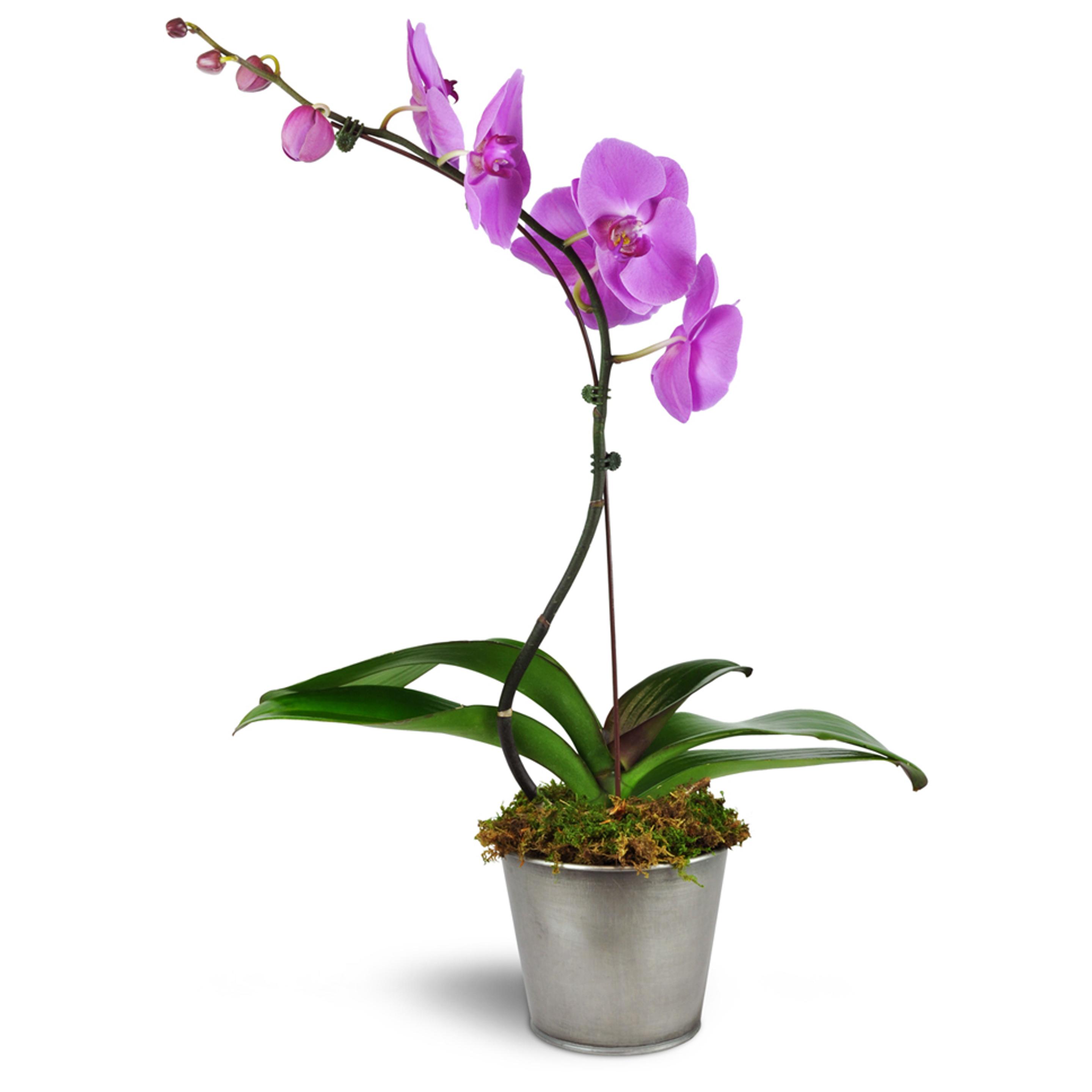 Single pink orchid in a pot