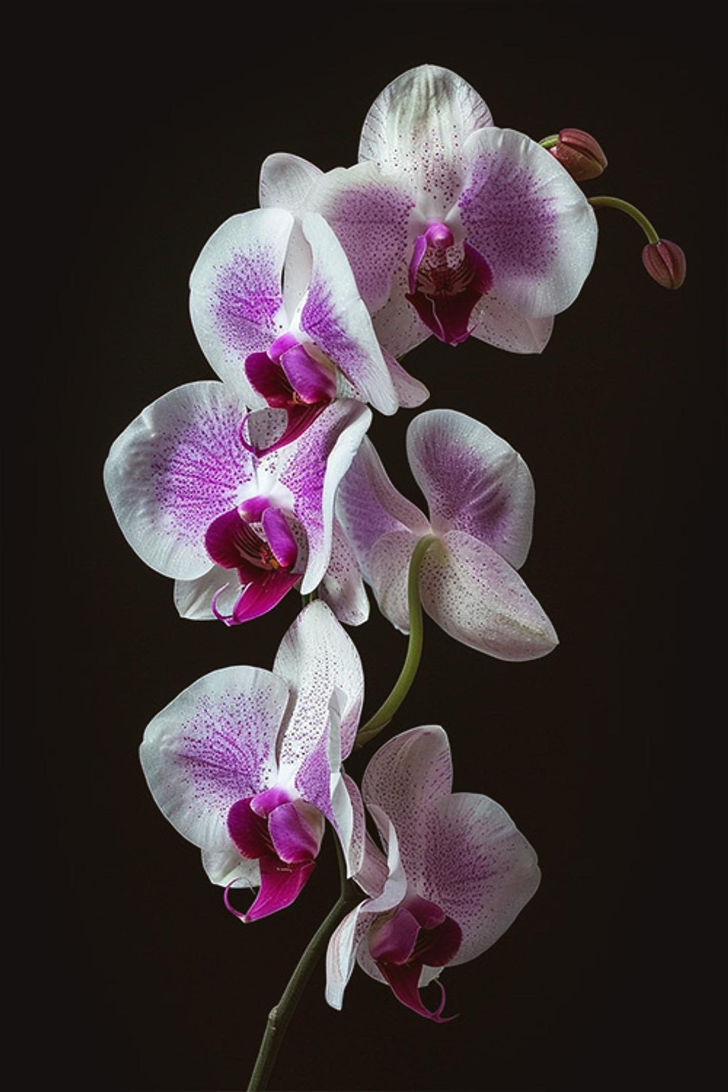 a bunch of purple and white orchids on a black background