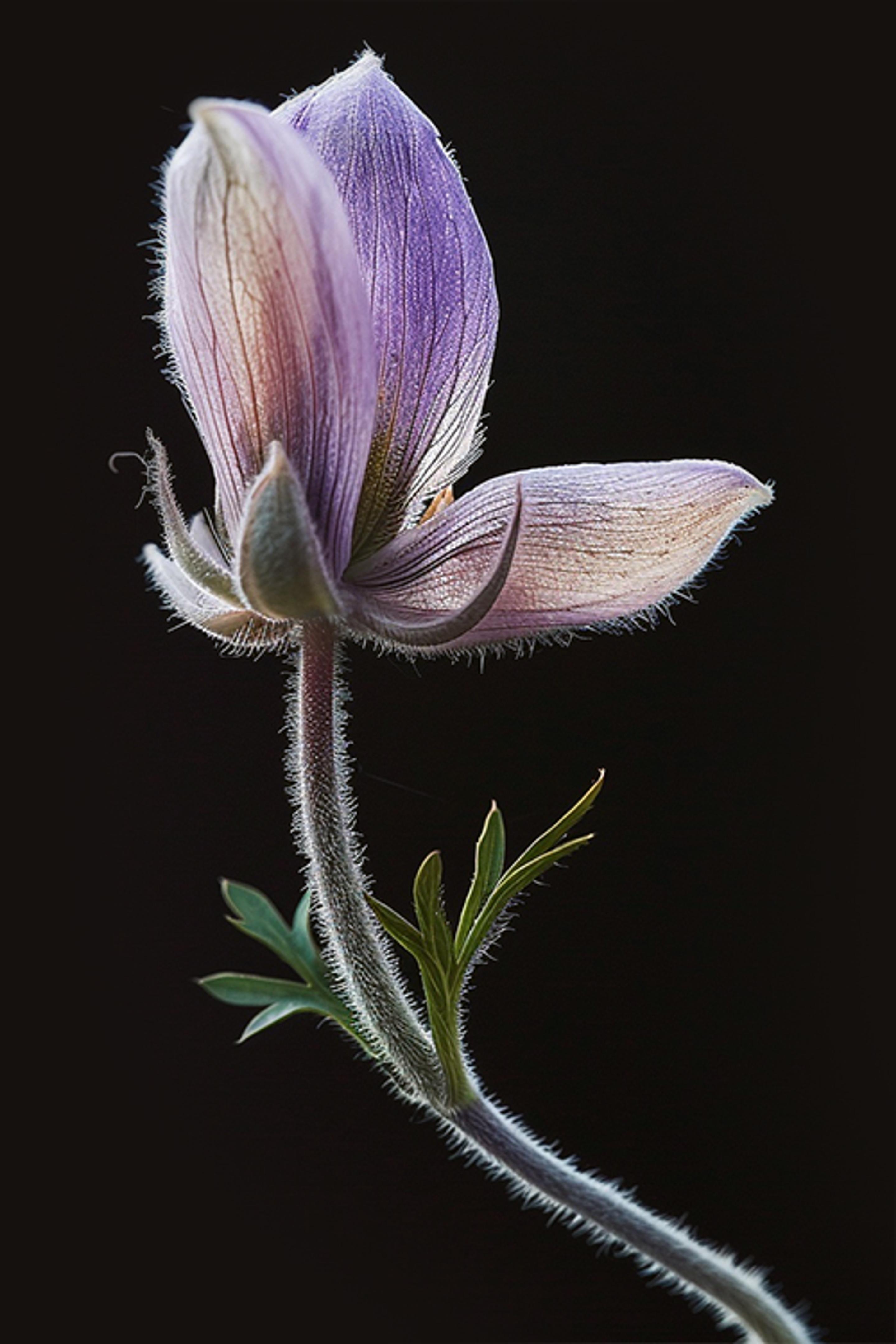 A single Pasque flower with delicate purple petals softly covered in fine, silver hairs, its slender stem and leaves also adorned with soft fuzz, all framed against a dark background.