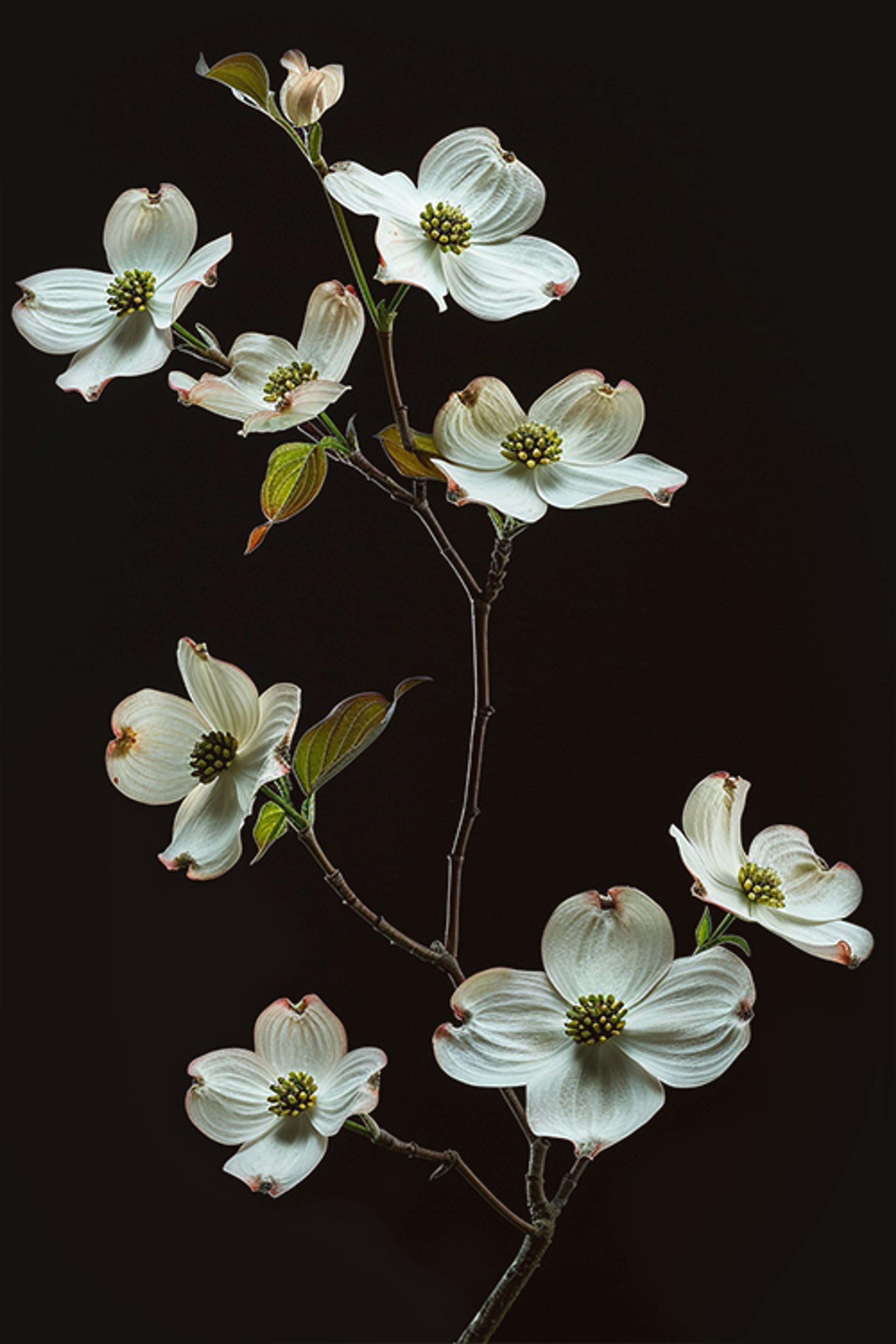 a bunch of white flowers on a black background