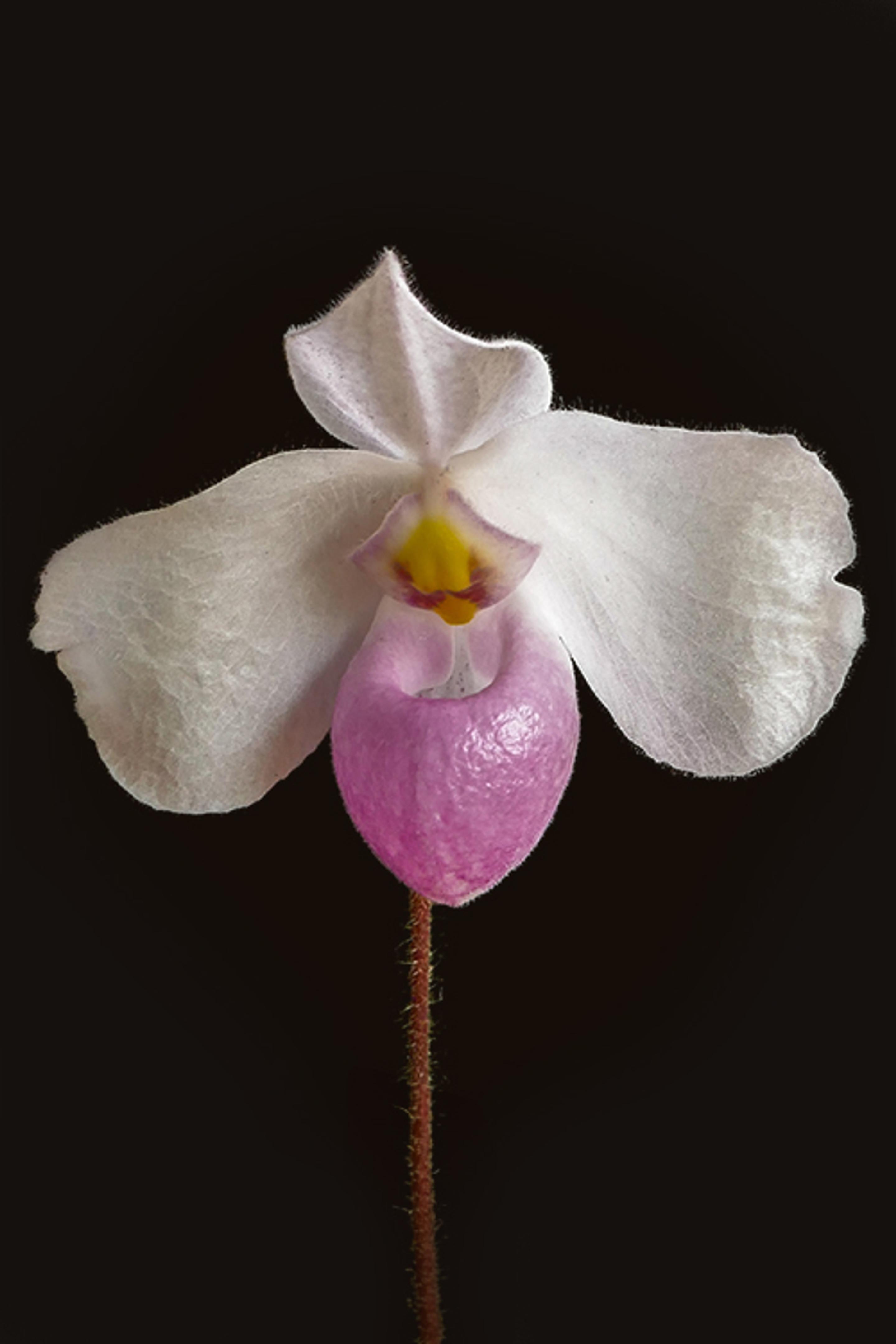 A single Pink Lady's Slipper flower in closeup with a blurred background, highlighting its elegant white petals and distinctive pink pouch, set against a dark backdrop.