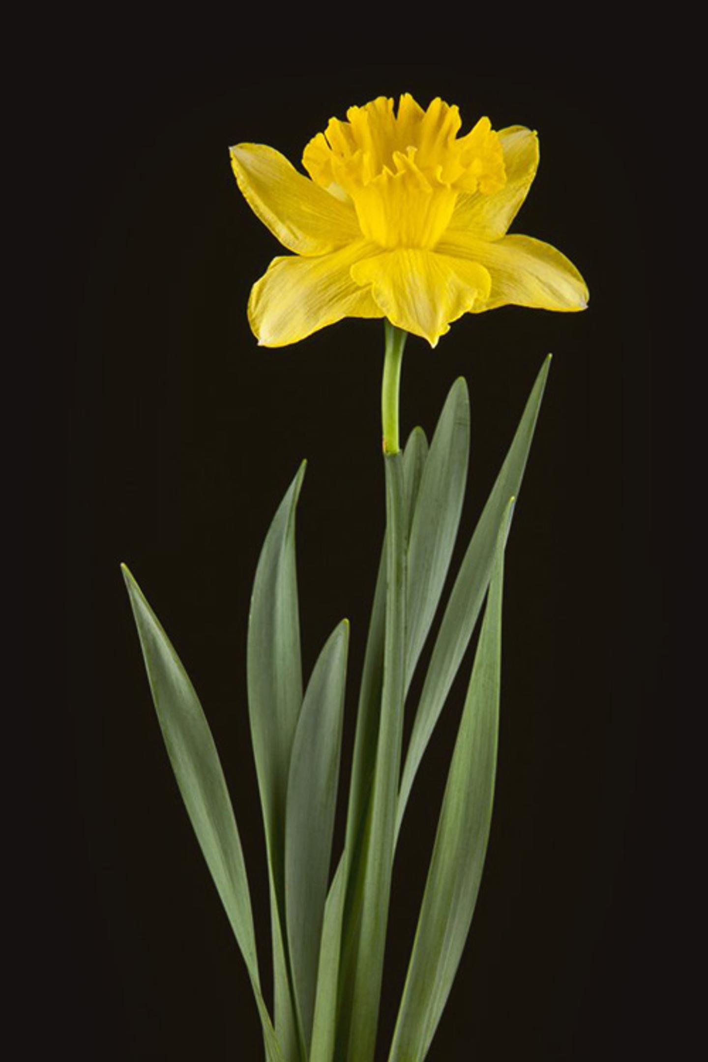 a yellow flower with green leaves on a black background