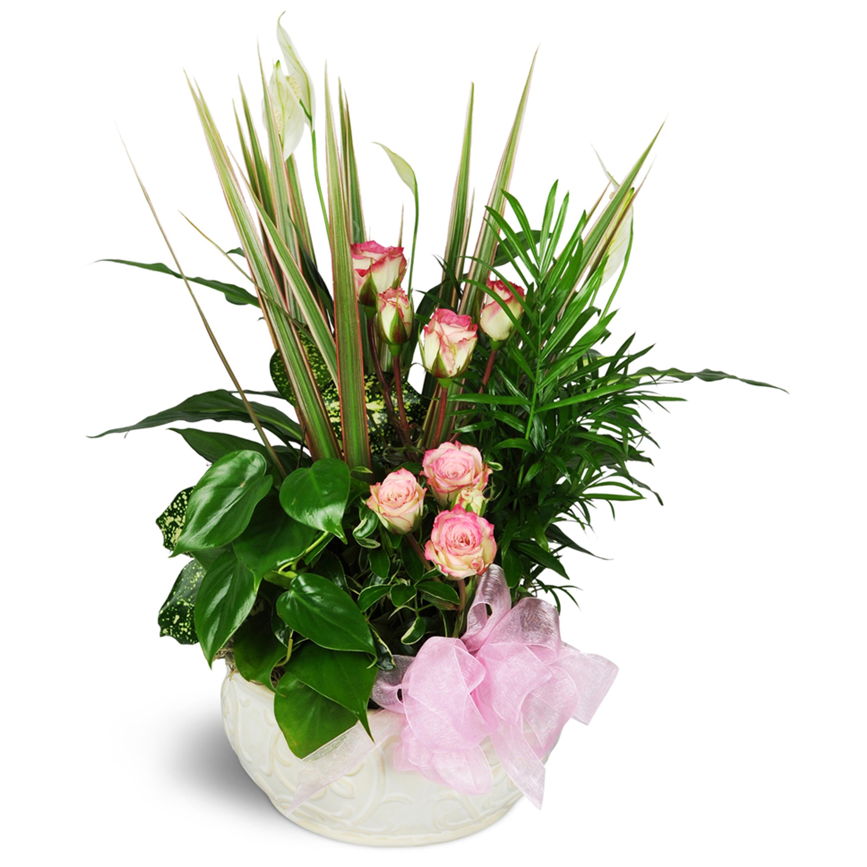 An elegant and thoughtful sympathy plant with comforting greens and pinks with a pink ribbon.