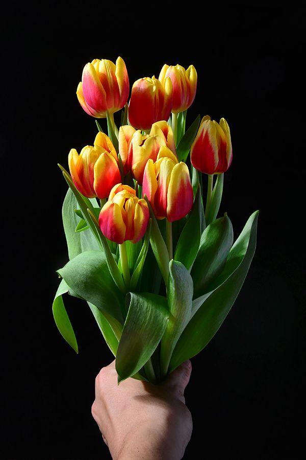 Tulip for you store