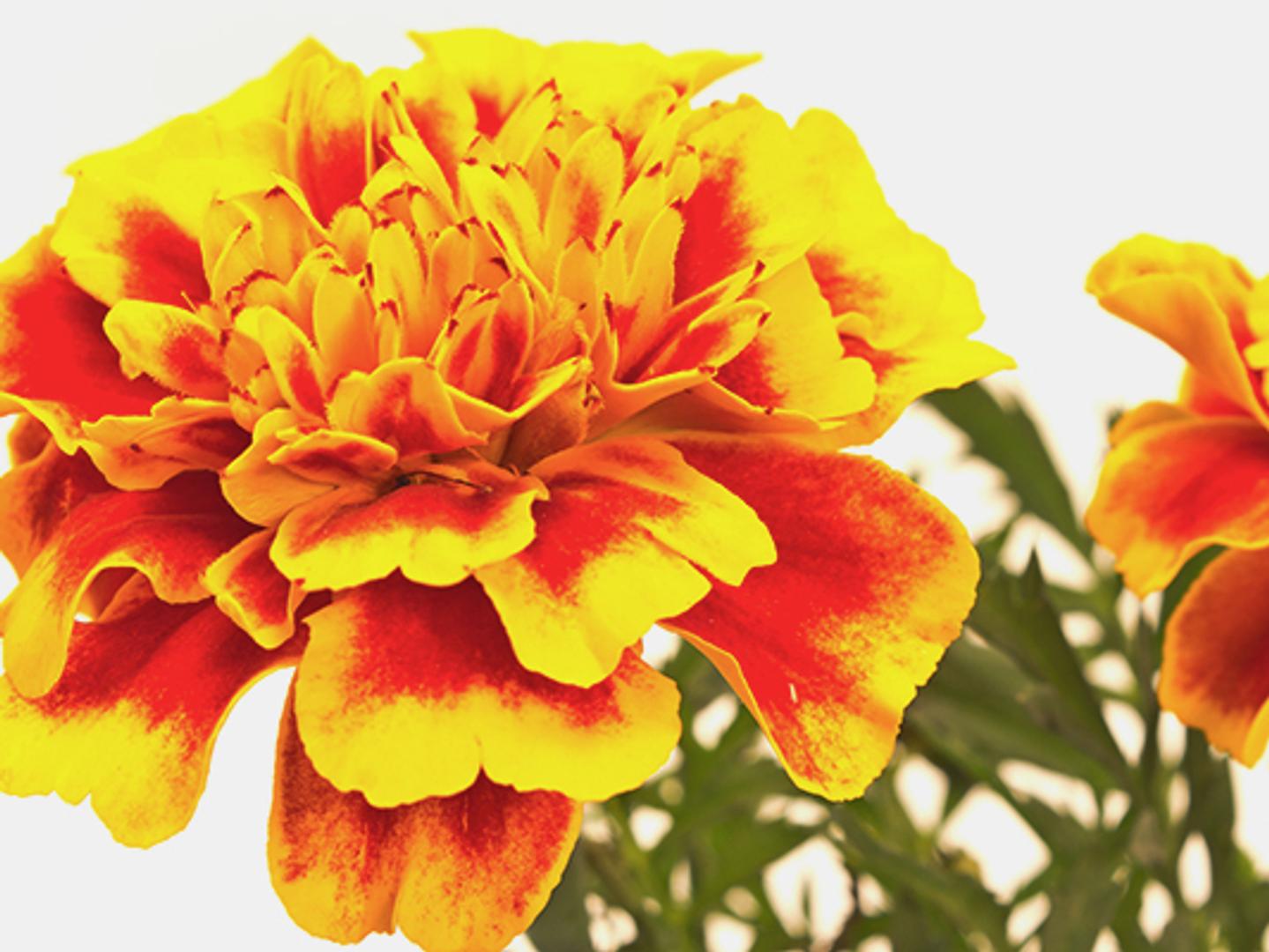yellow and orange marigold flower on a white background