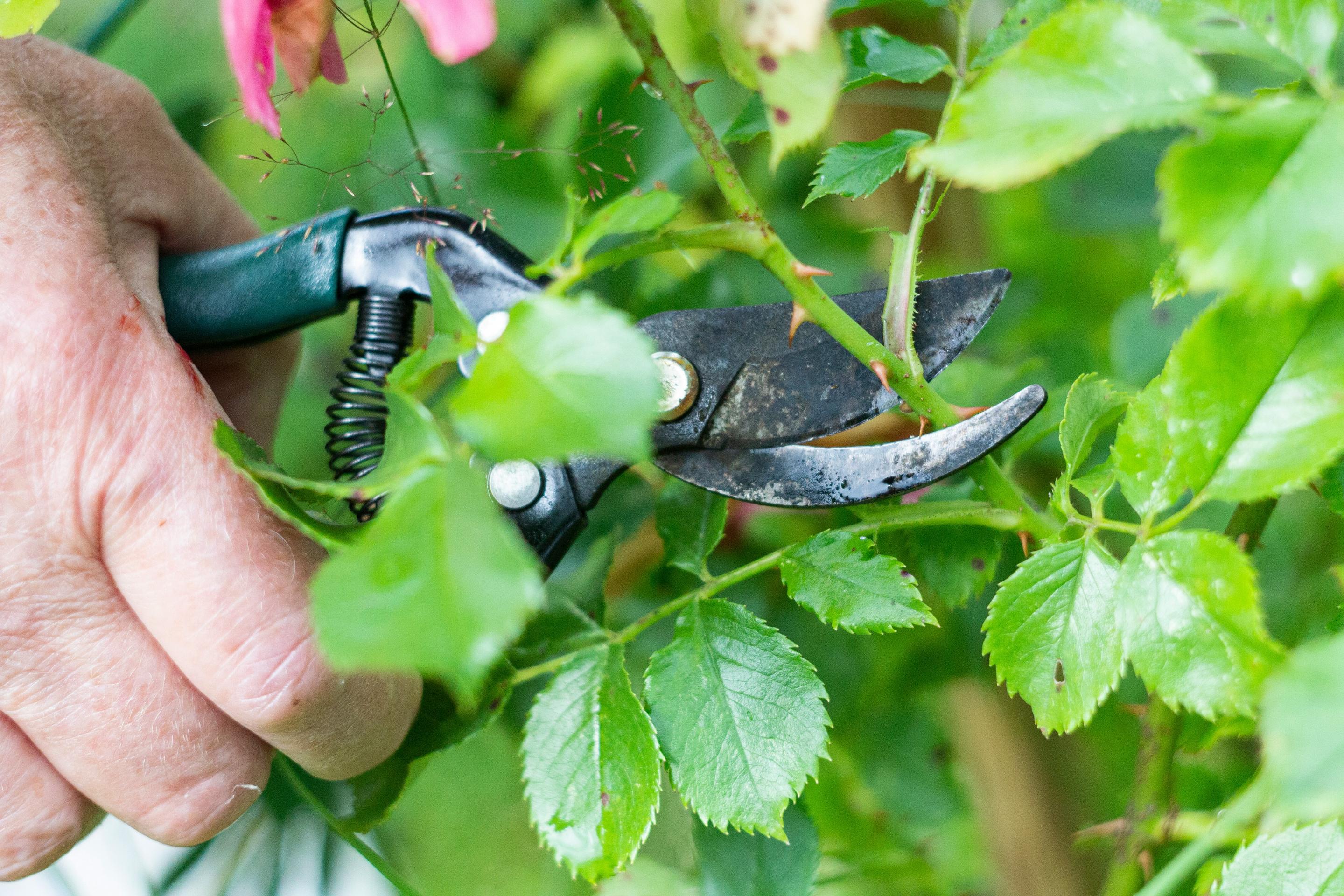 Close-up view of a person's hand using gardening shears to prune a rose bush. The shears are positioned around a stem, ready to cut, highlighting the tool's mechanism and the bush's green leaves, some of which bear small thorns.