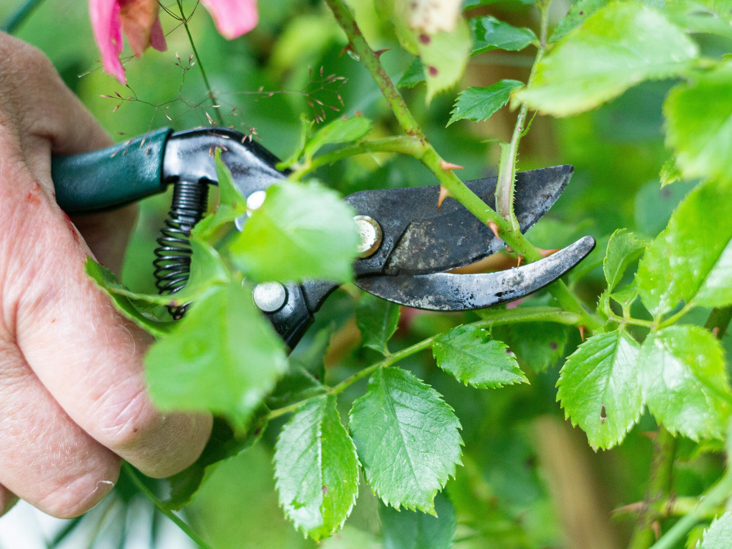Close-up view of a person's hand using gardening shears to prune a rose bush. The shears are positioned around a stem, ready to cut, highlighting the tool's mechanism and the bush's green leaves, some of which bear small thorns.